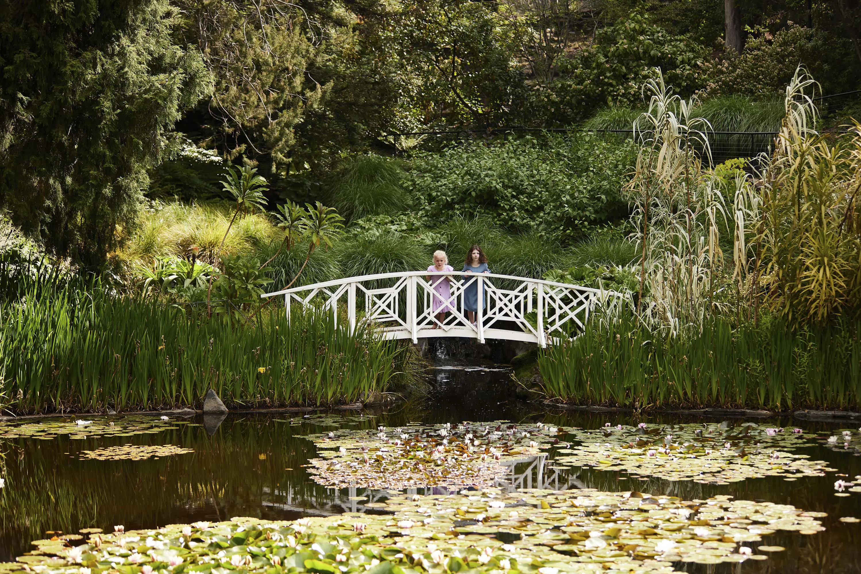 Two people stand on a white, wooden bridge crossing the far end of a large pond full of lily pads and bordered by reeves and grasses.