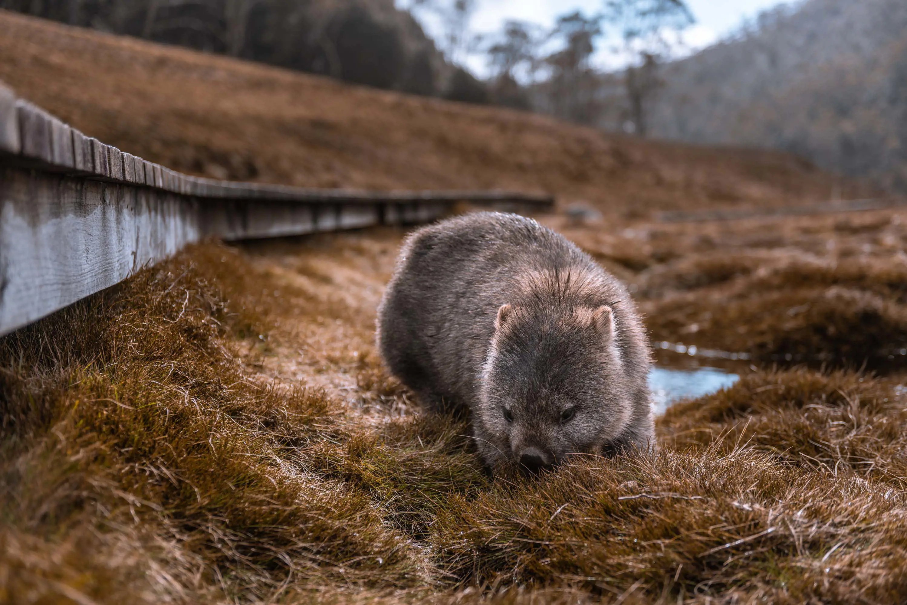 A wombat stands below a wooden walkway and grazes on grass.