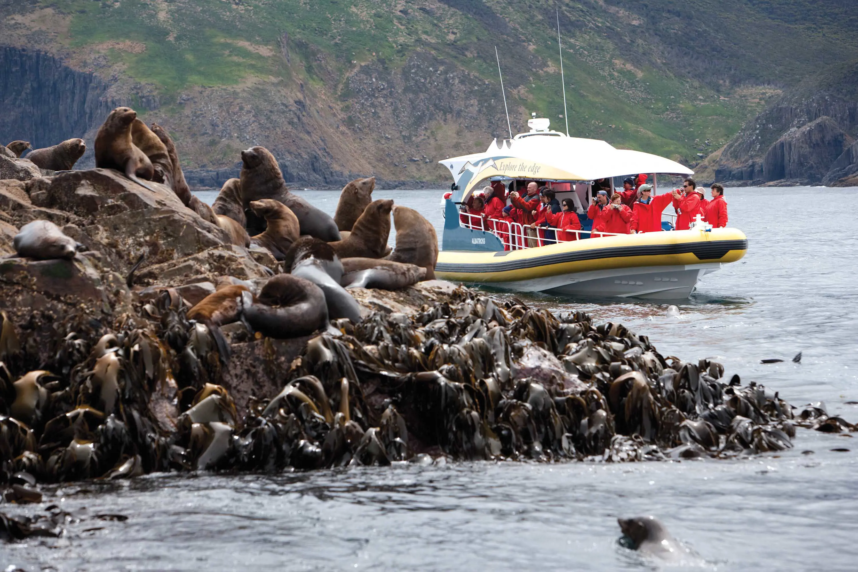 A large, jet-powered boat with passengers in red coats rounds a rocky outcrop where seals bath in the sun.