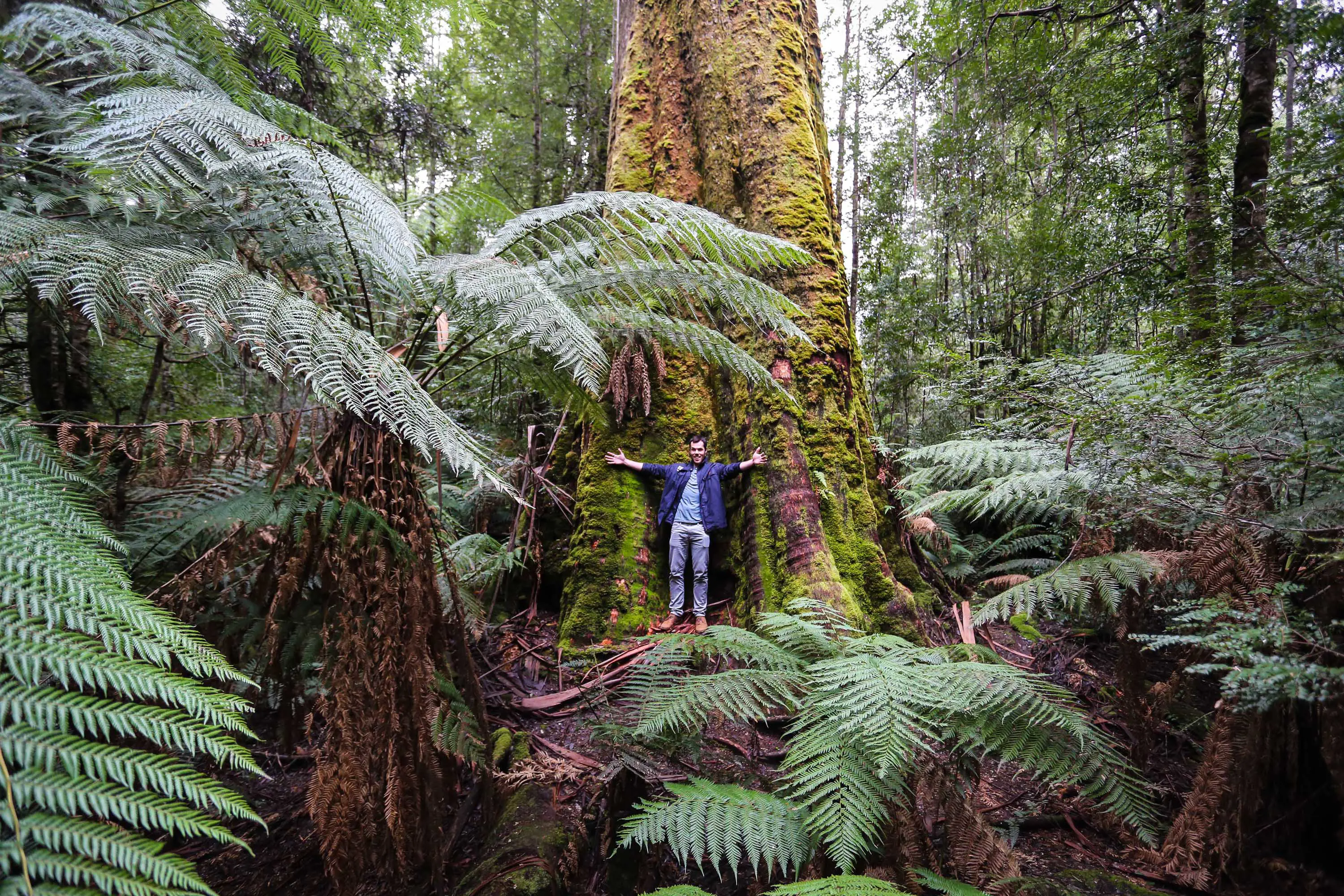 A man stands at the bottom of a very wide, tall tree covered in moss and nestled in lush, green rainforest.