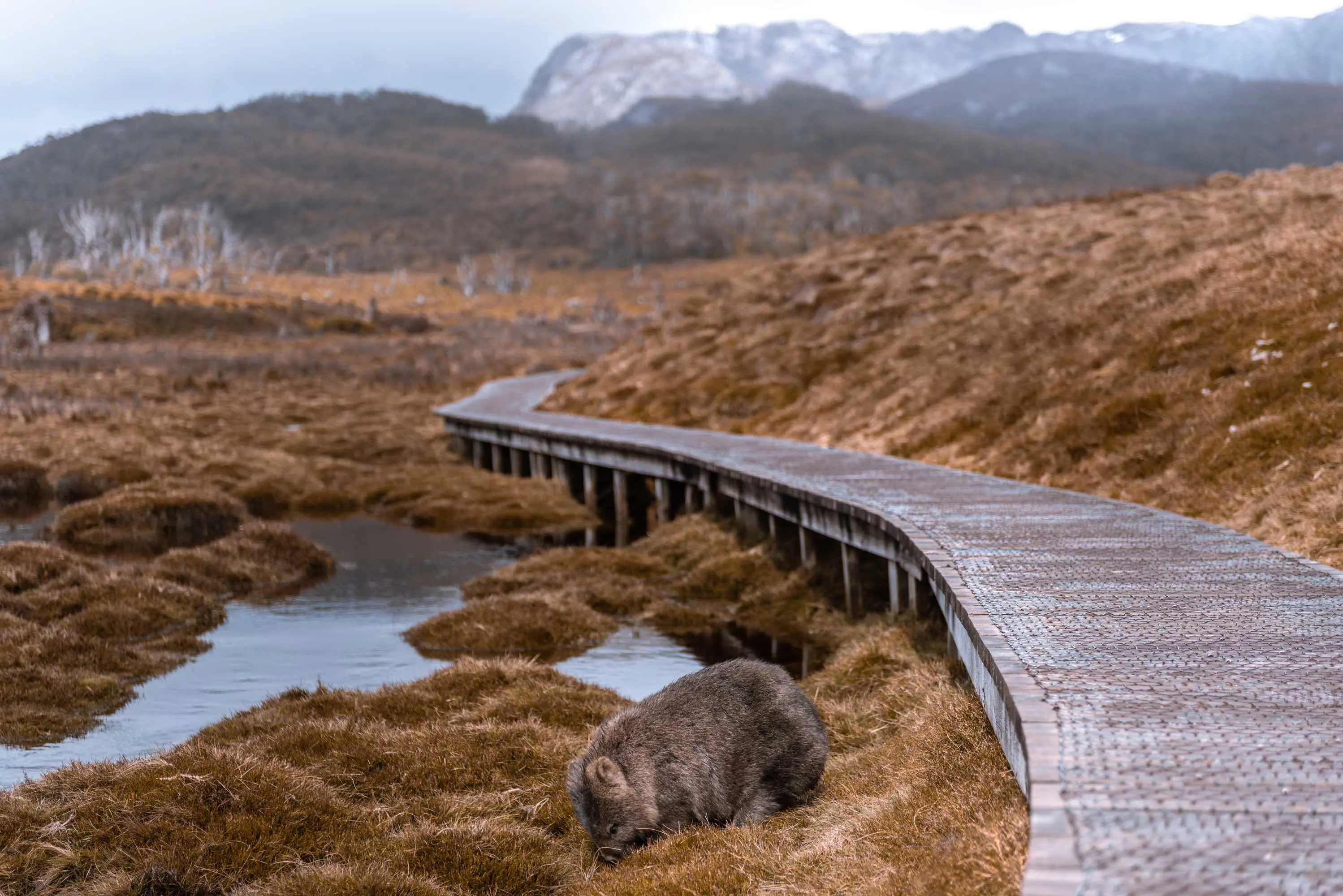 A wombat eats grass next to wooden walking platform with tall, snow-covered mountains in the background.