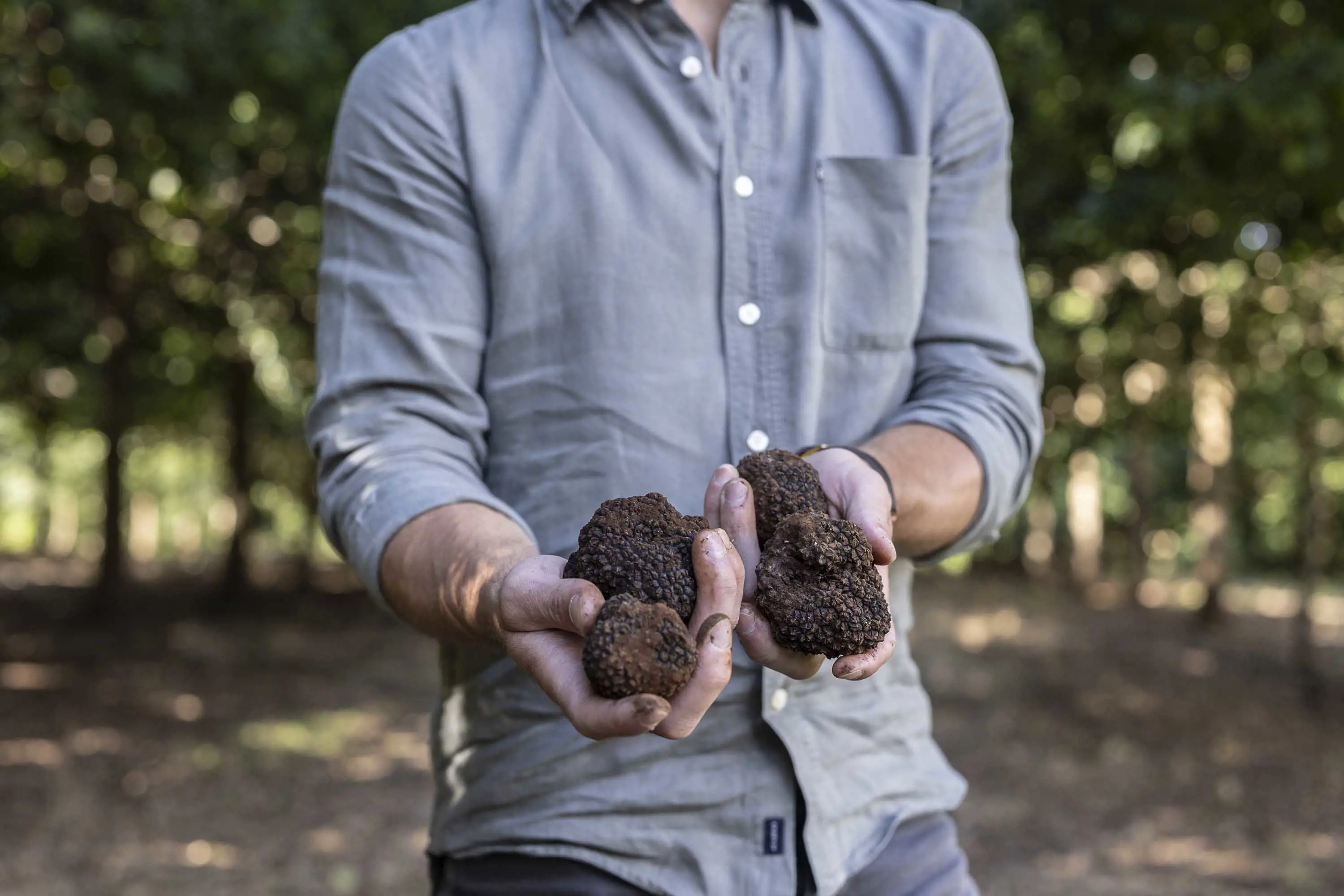 A mad holds freshly harvested truffles.