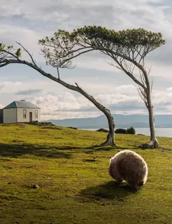 Wombat's guide to Tasmania