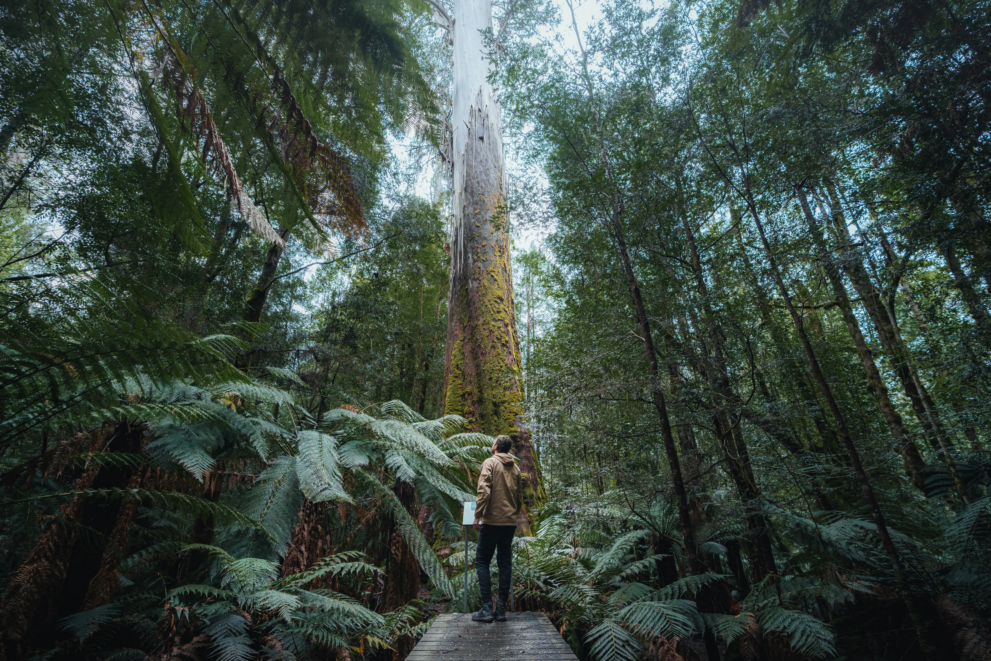 Man looking up at white gums at Evercreech Forest Reserve.