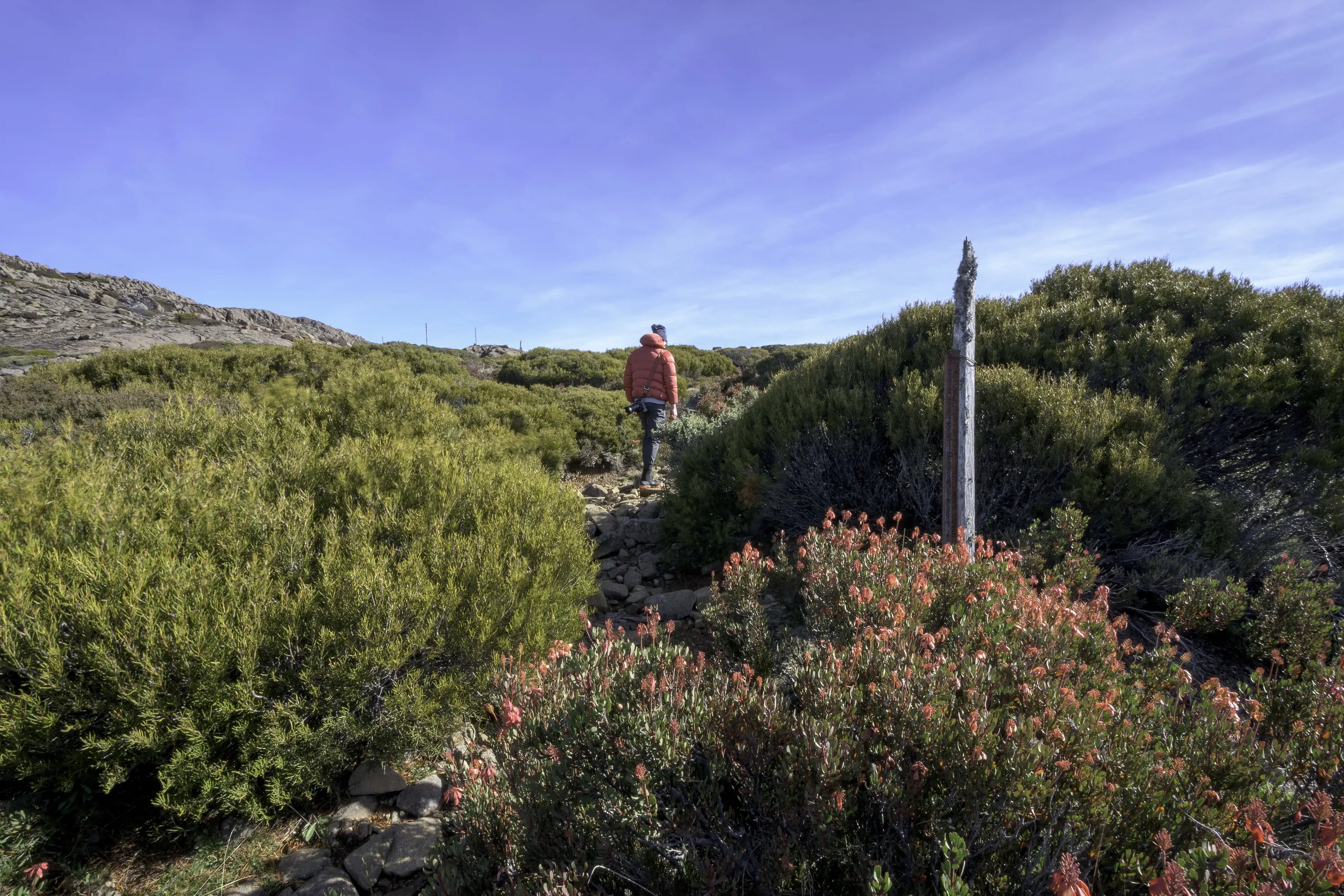 A hiker walking the Ben Lomond Summit