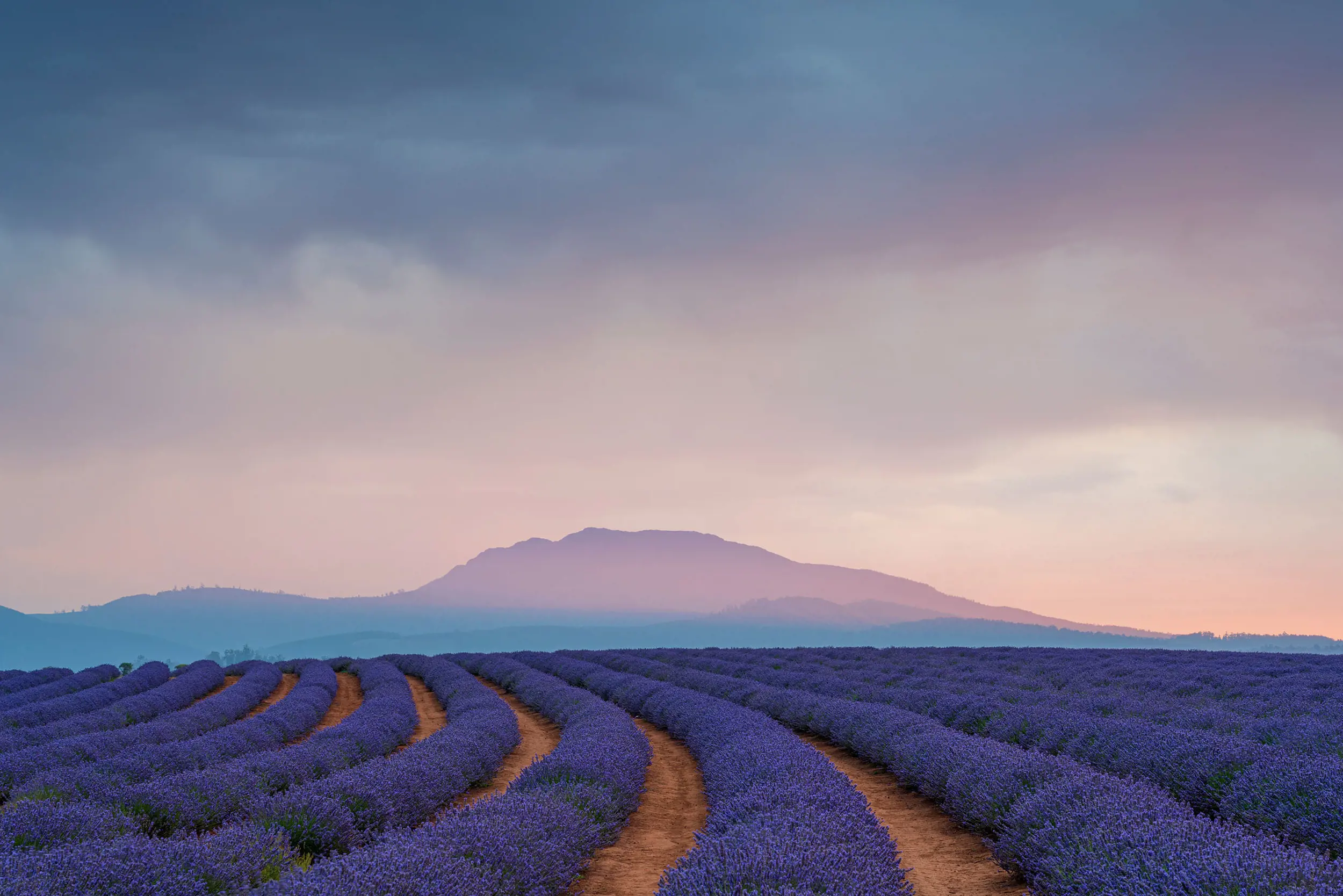 Rows of bright purple lavender bushes stretch into the horizon, where a moody purple-hued mountain landscape rises into the clouds.