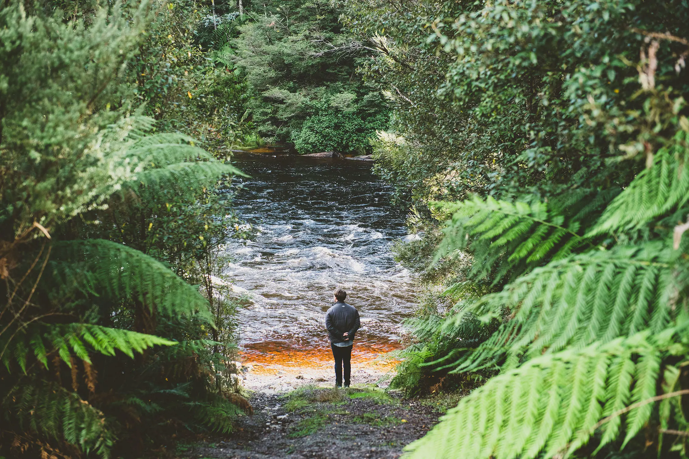 A trail framed by lush green ferns leads down to a river, where a man is standing looking out over the water.