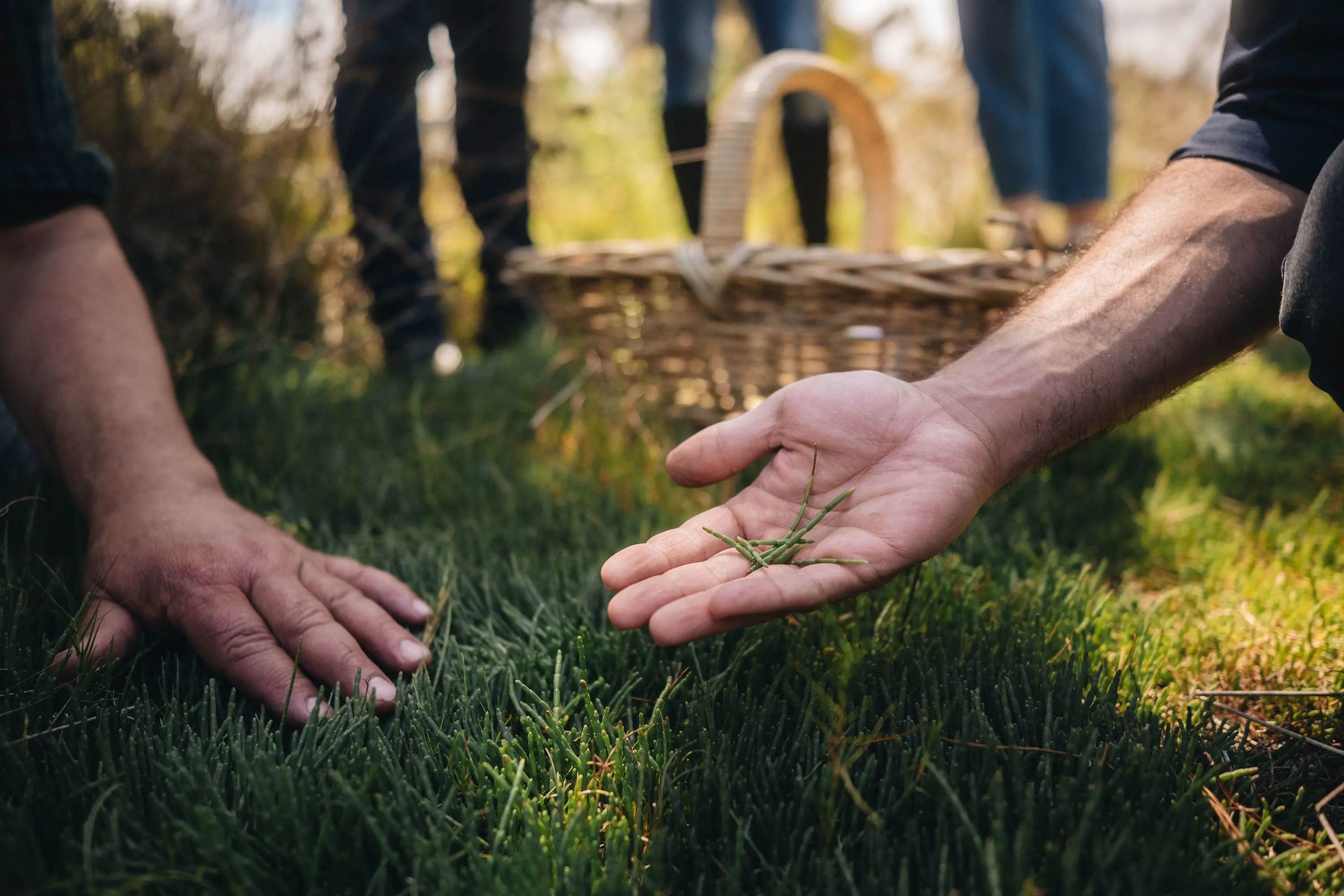 Two people's hands reach out, one touching the green, grass-like ground cover, the other holding out some picked stems. Behind them, other people are standing watching.