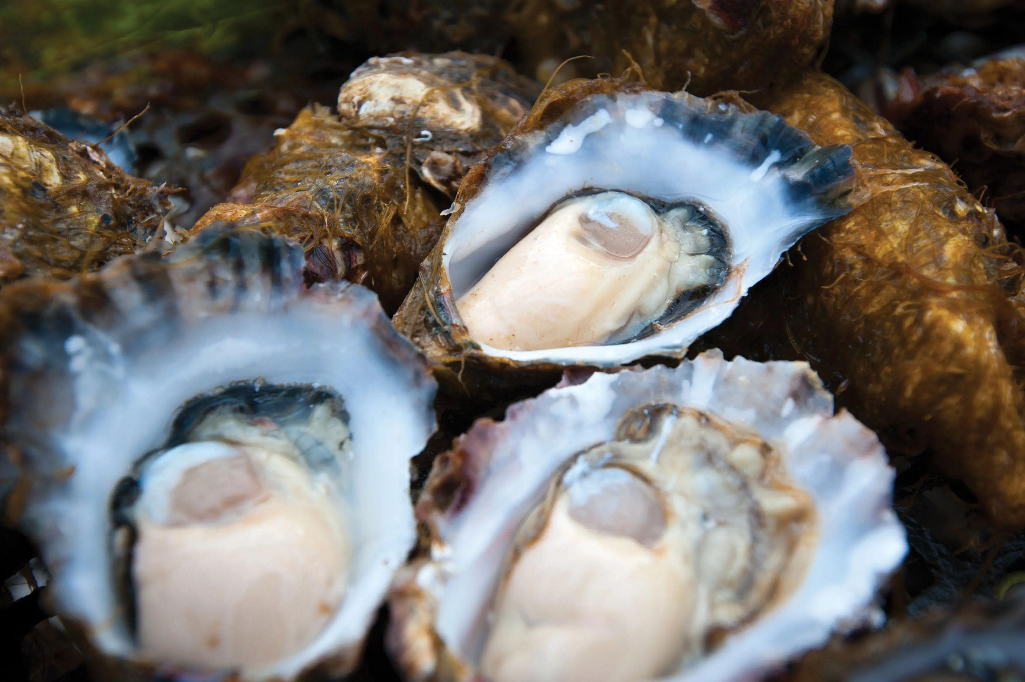 Three freshly shucked oysters in their shells.