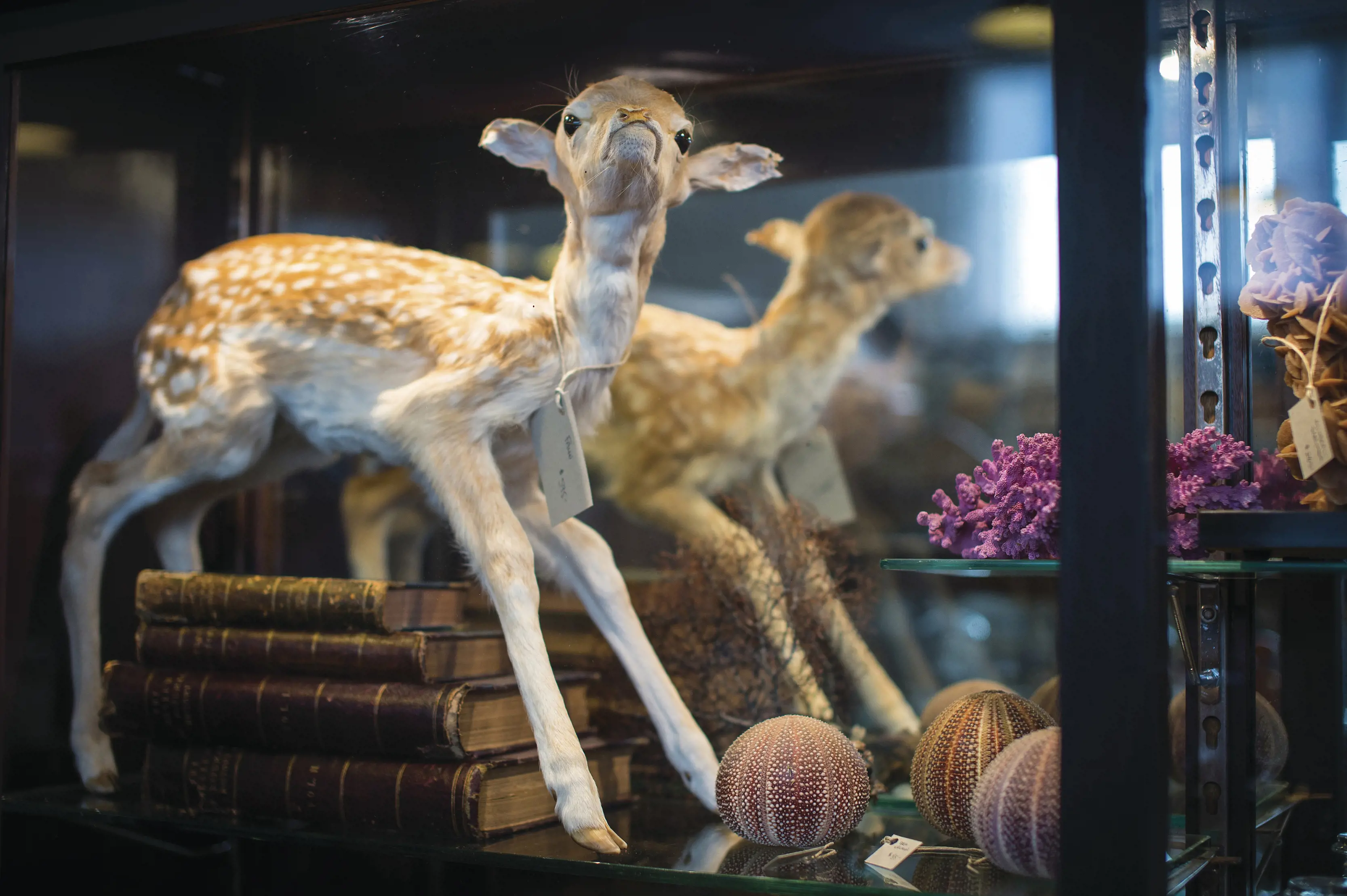 A deer taxidermy for sale at Willow Court Antique Centre