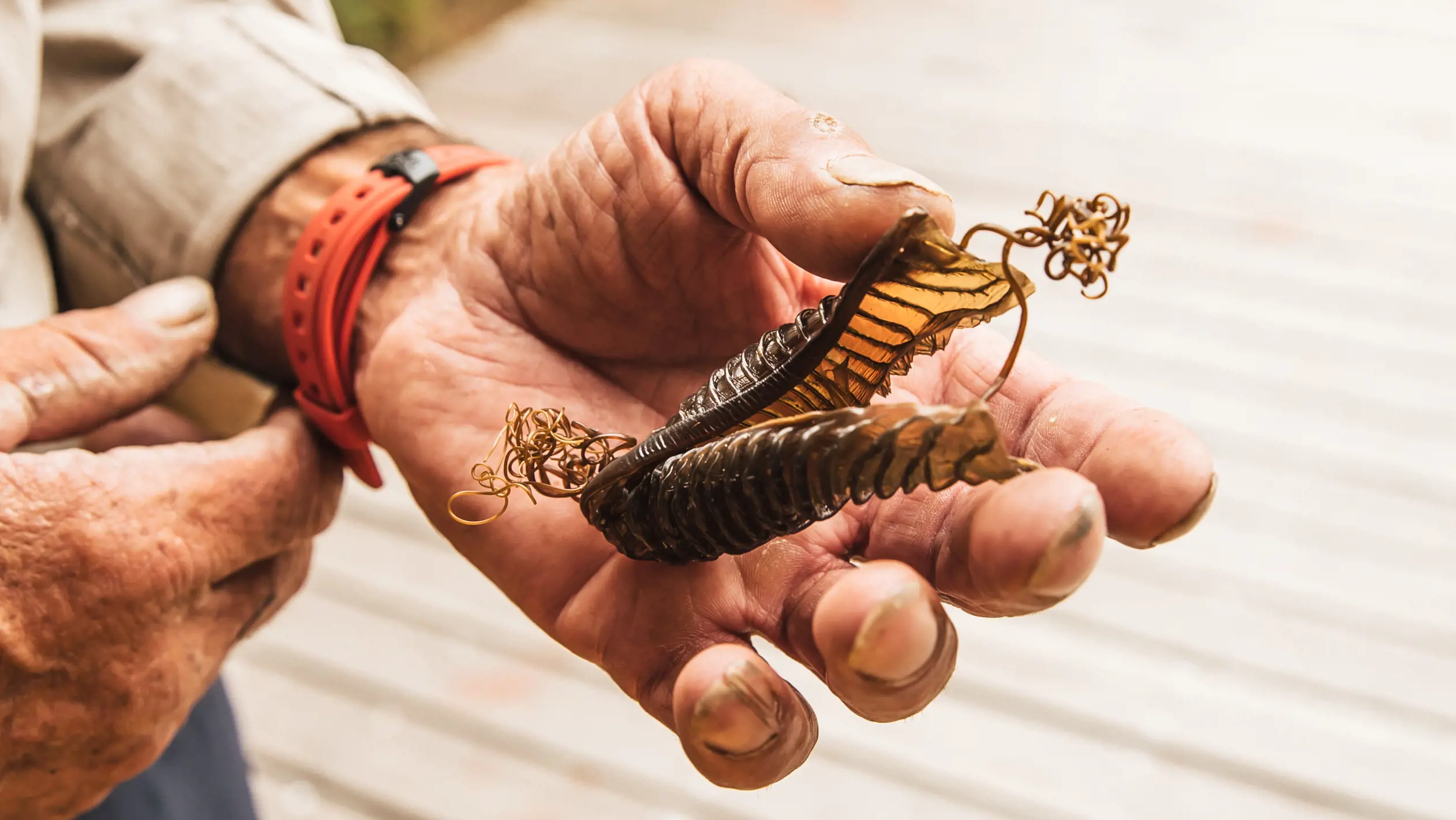 Close up of muddied hands holding XX on wukalina Walk