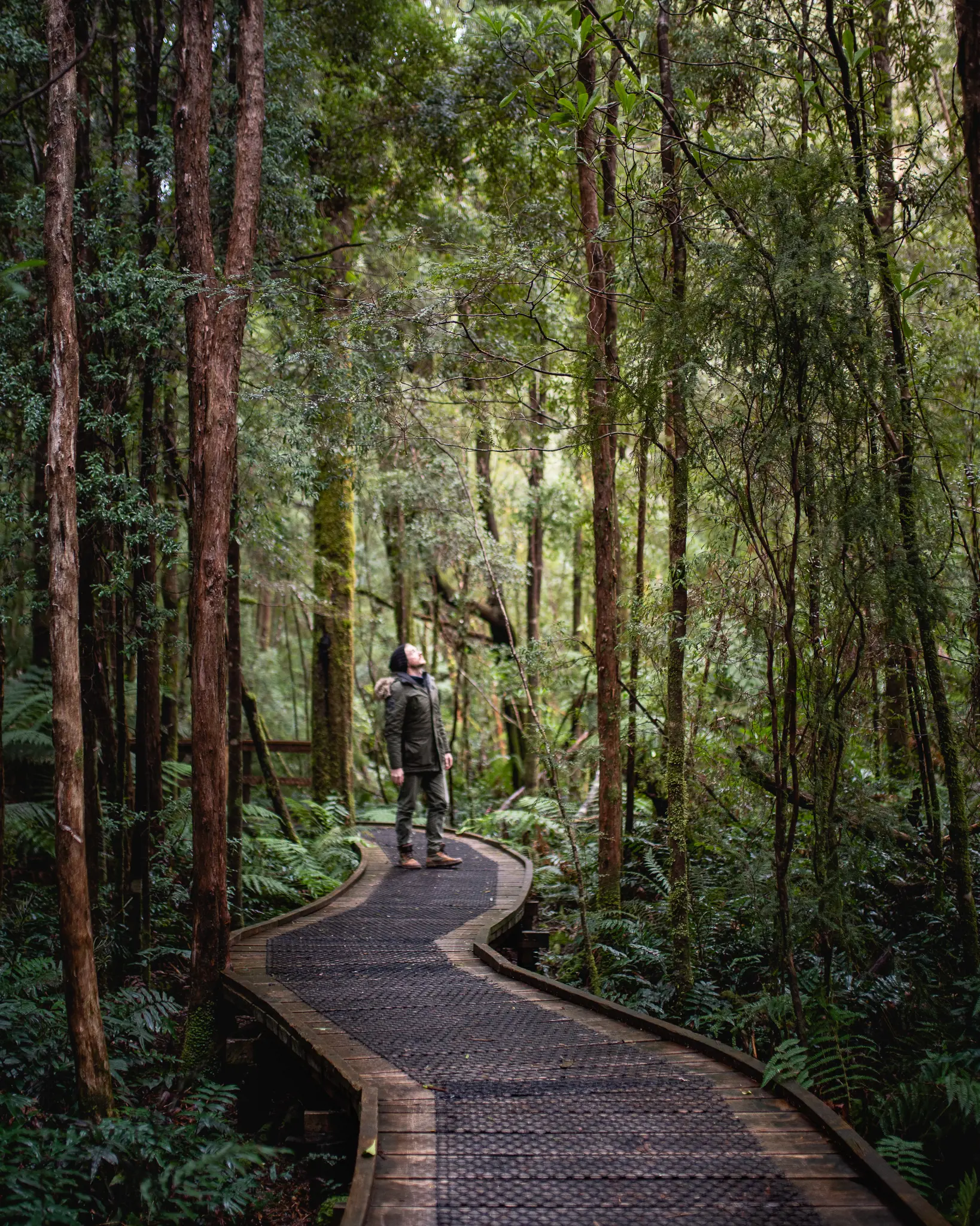 Man looking at up at the trees on the Huon Pine Walk, Corinna. 