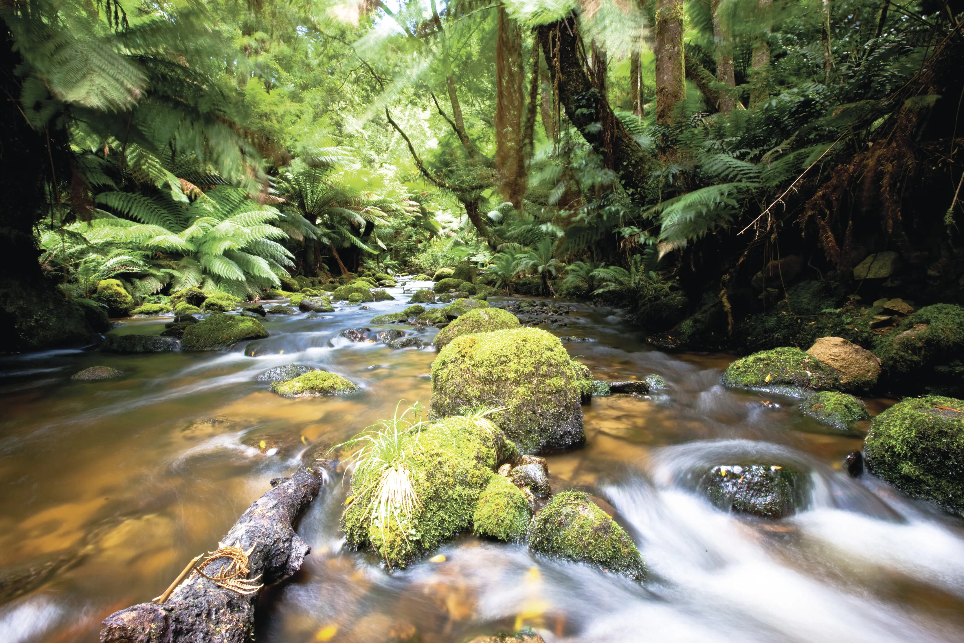 Floor shot of the water at St Columba Falls Walk