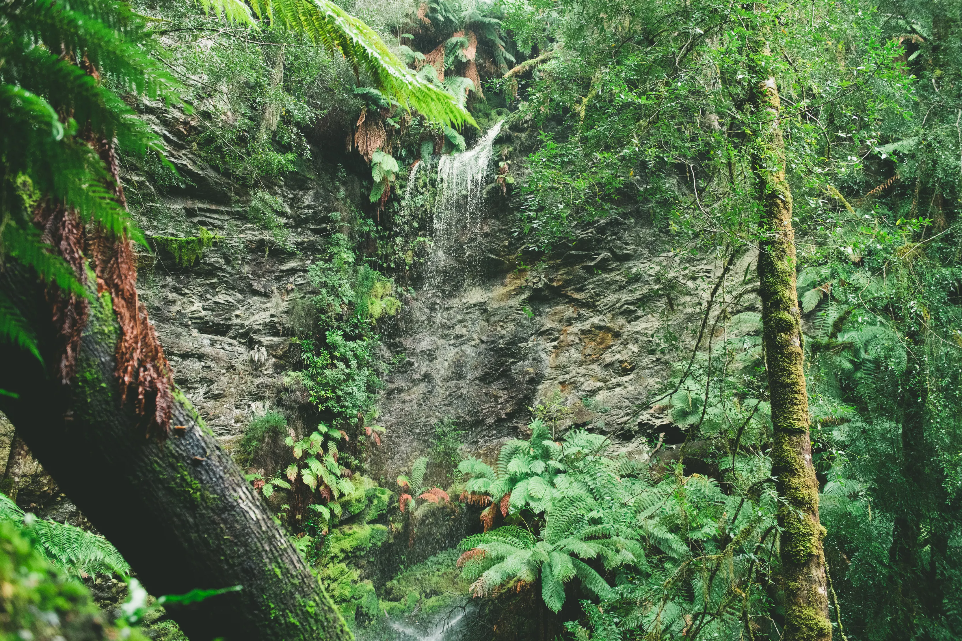 Lover’s Falls, Corinna, from a camera nestled behind the trees