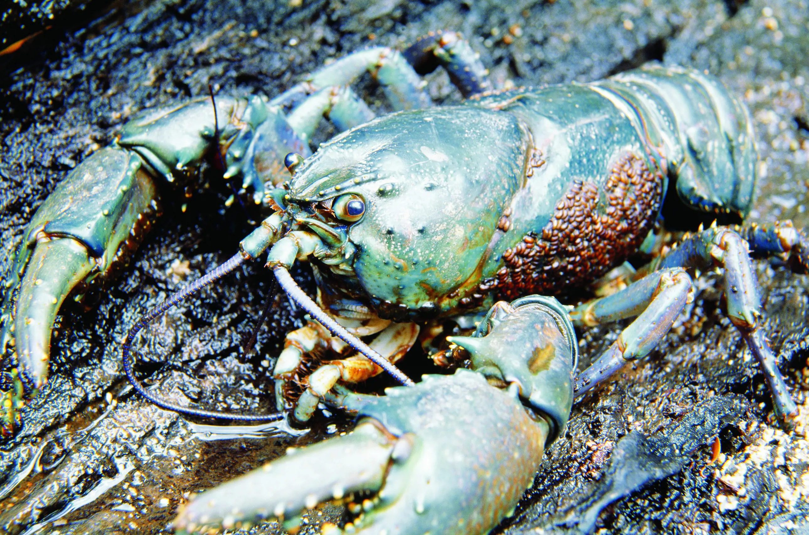 Giant freshwater crayfish