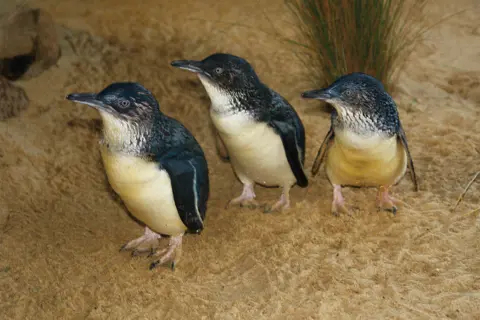 Three small penguins with white bellies and dark backs, heads and flippers stand on yellow sand.