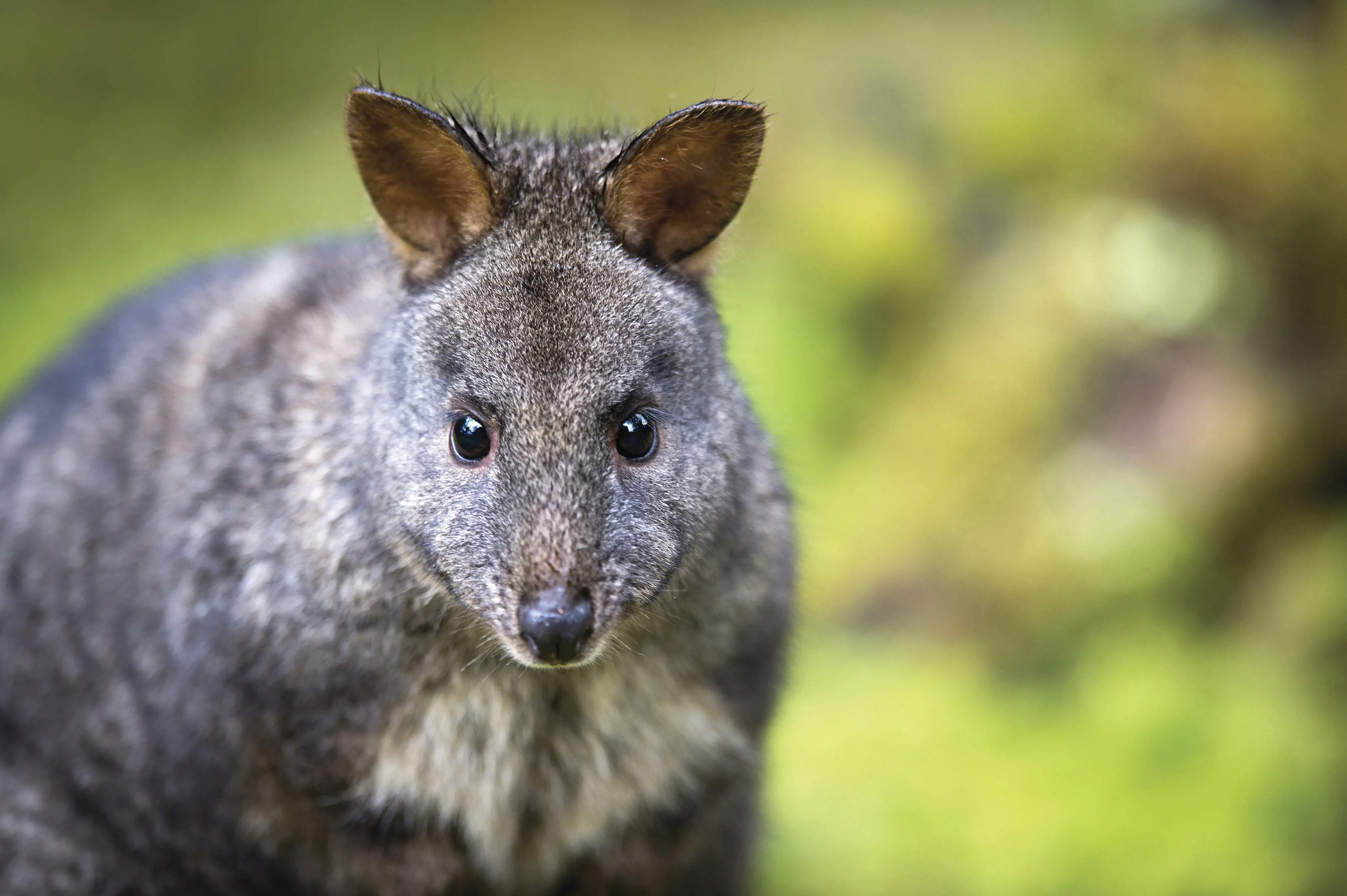 A small brown pademelon with wide eyes looks straight at the camera. The background is out of focus and lush green.