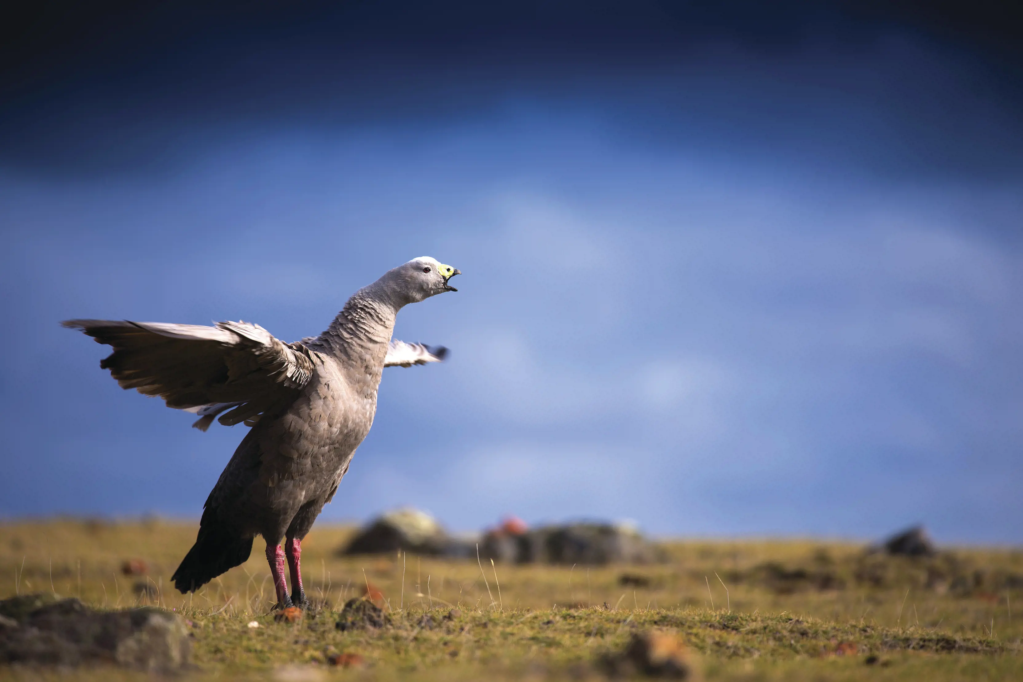 Cape Barren goose