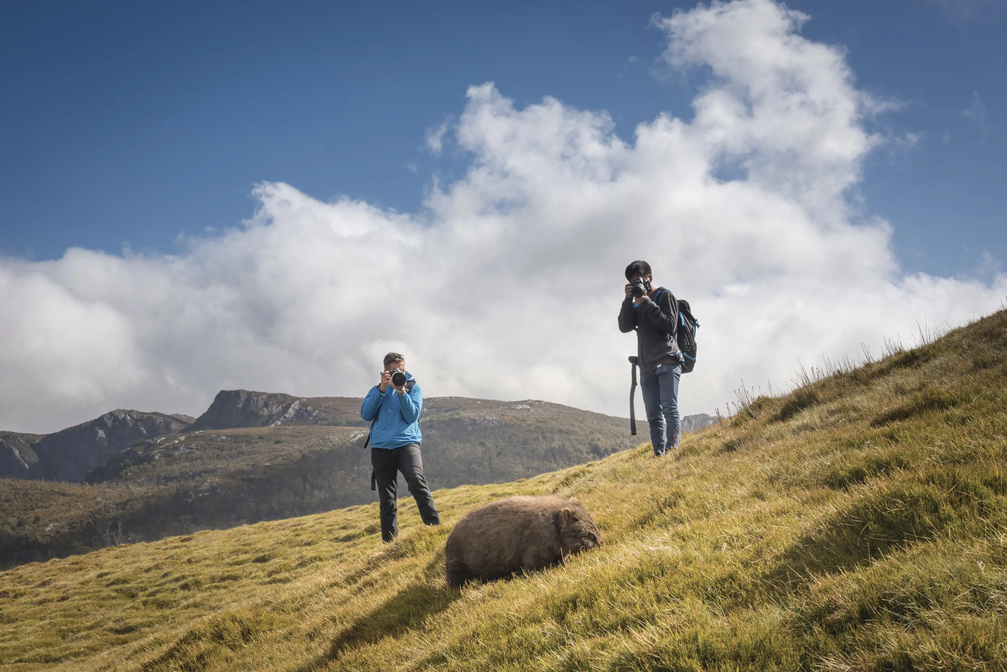 Two people in hiking gear holding cameras stand on a grassy hillside a few metres from a wombat.