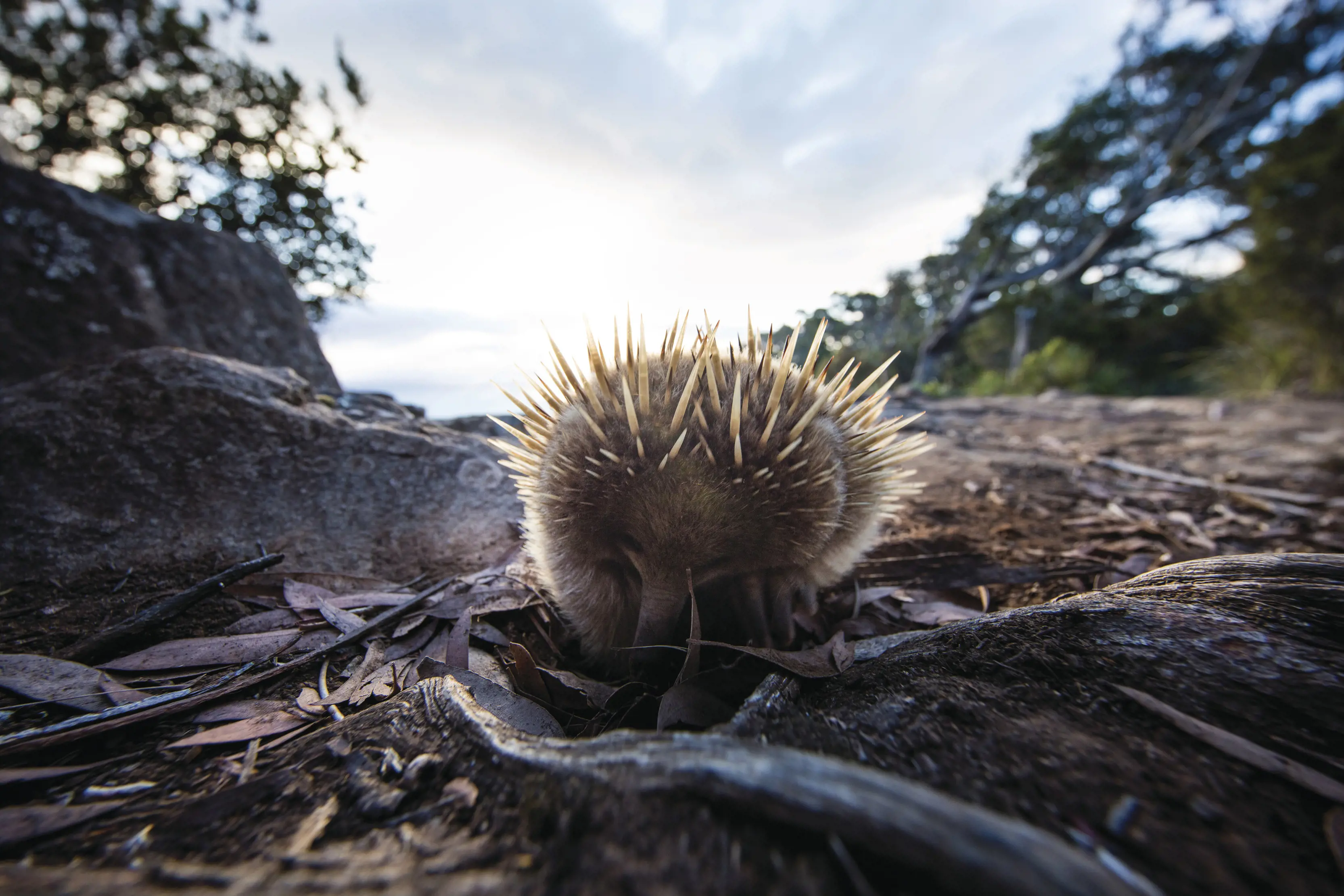 Incredible close up, wide angle image of an echidna.