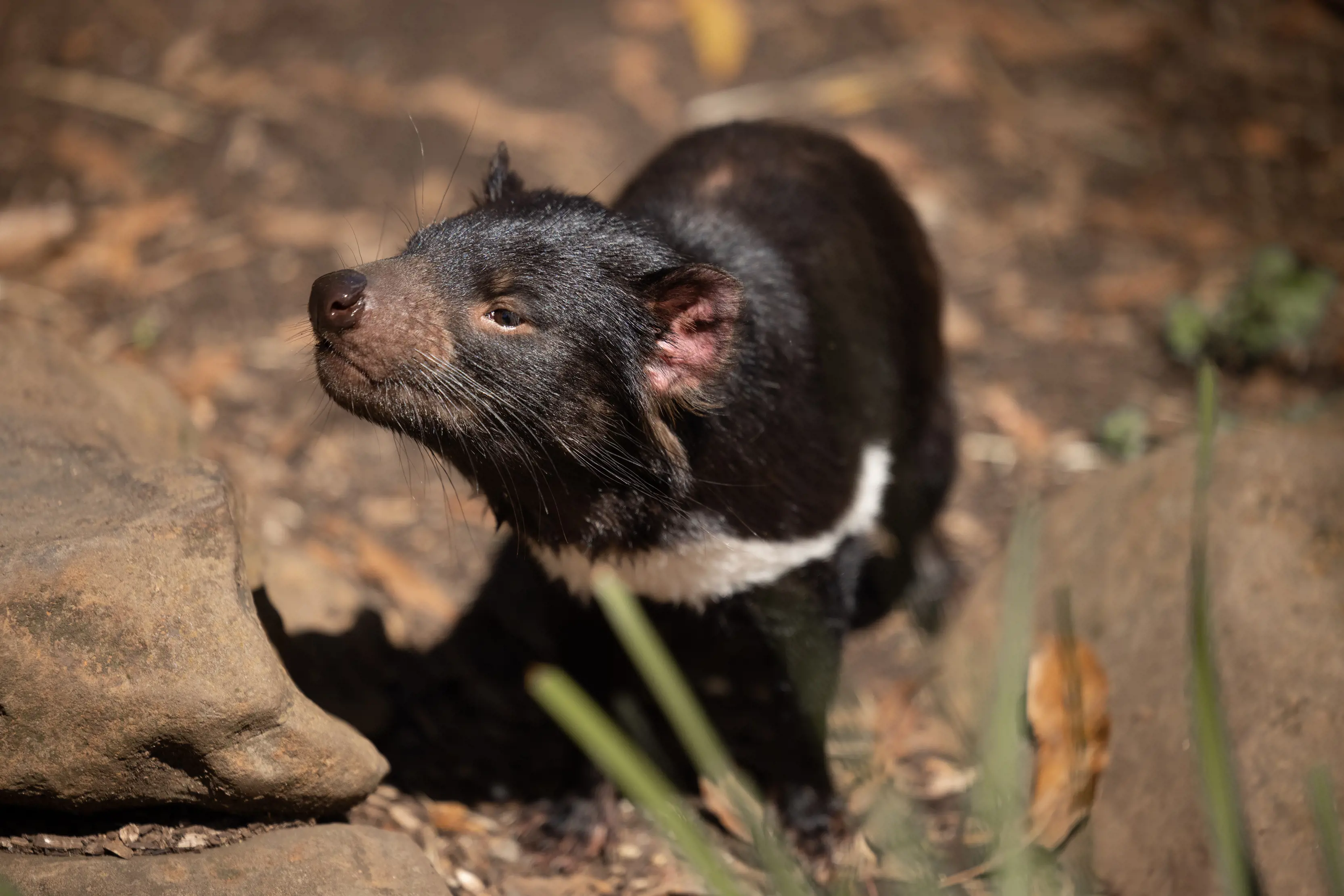 A tasmanian devil, mostly black with a white stripe on its front, and pinkish ears and snout, stands amongst some rocks and leaf litter.