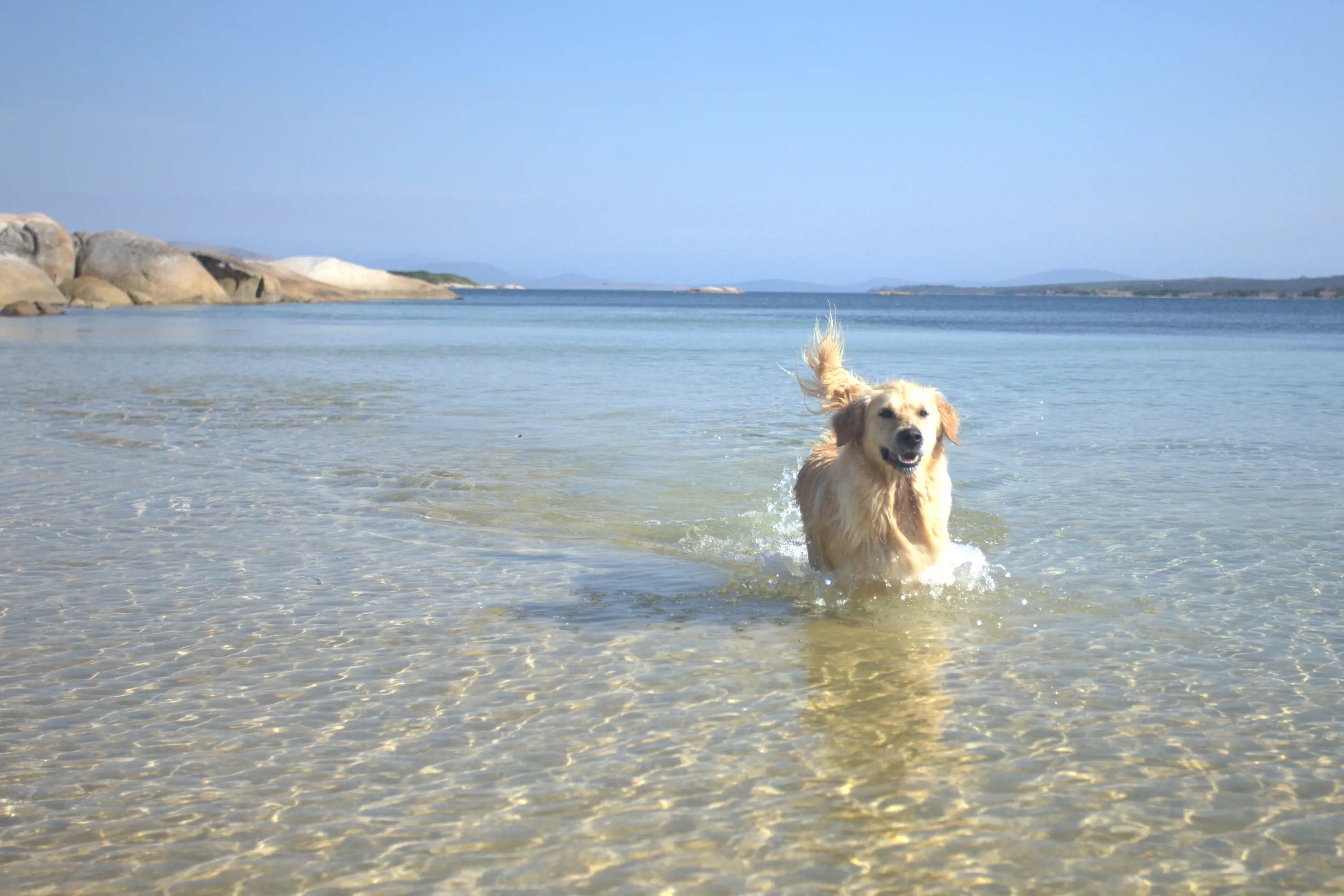 A golden retriever runs happily through the clear shallow waters of a beach.