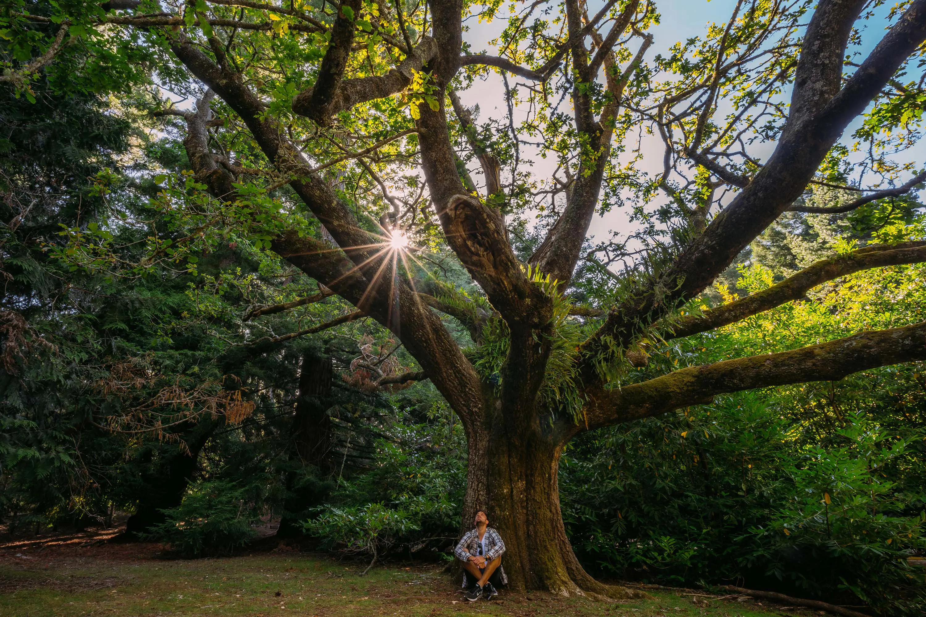 A man sits on the grass at the foot of a huge tree, gazing up into the branches.