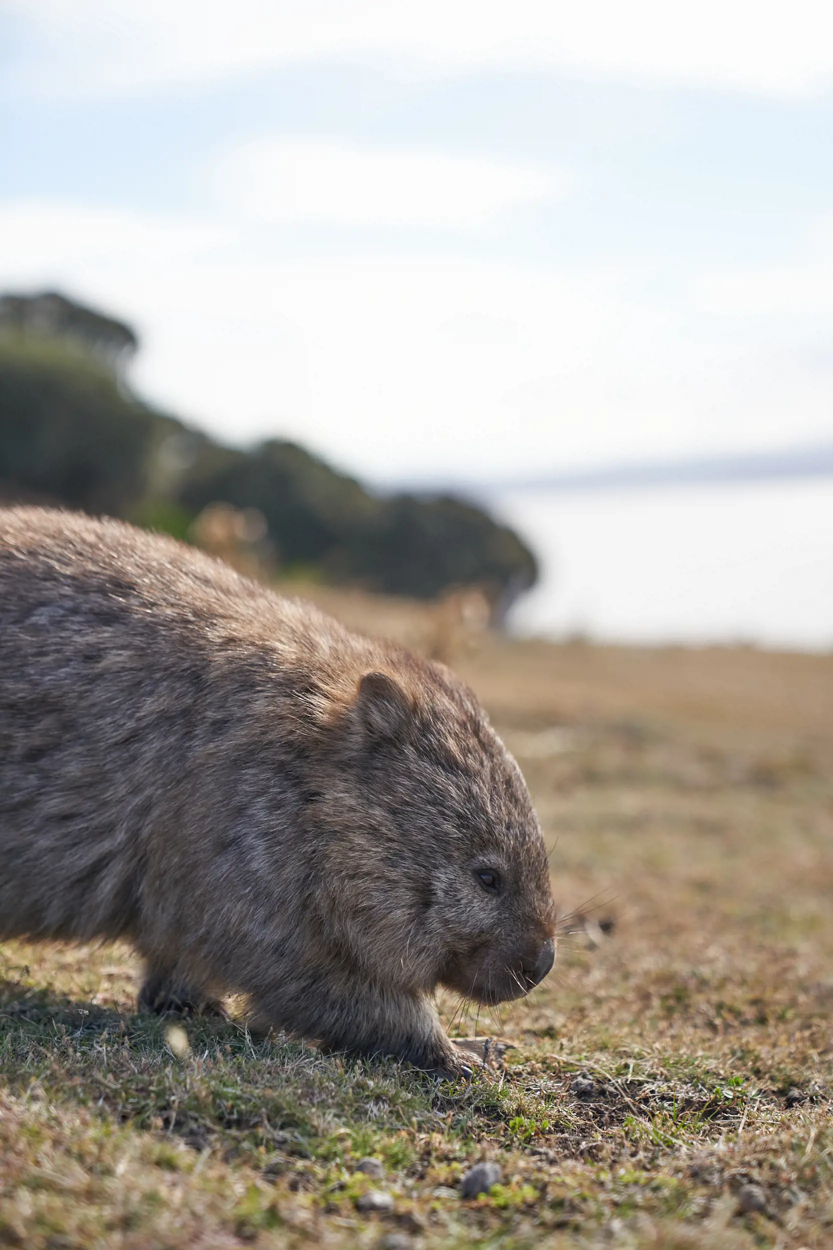 Wombat, Maria Island