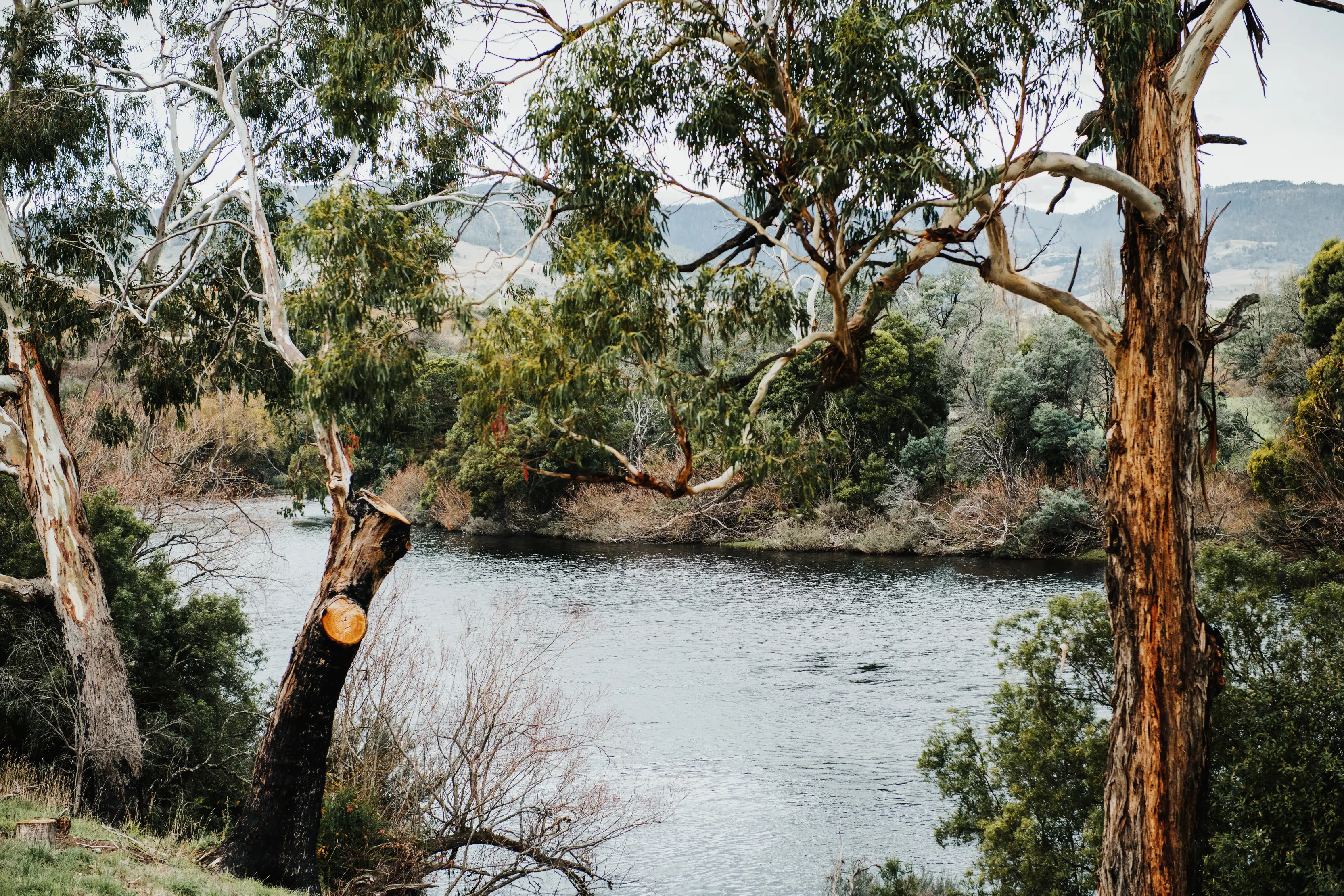 Trees leaning over the water at Truffle Lodge