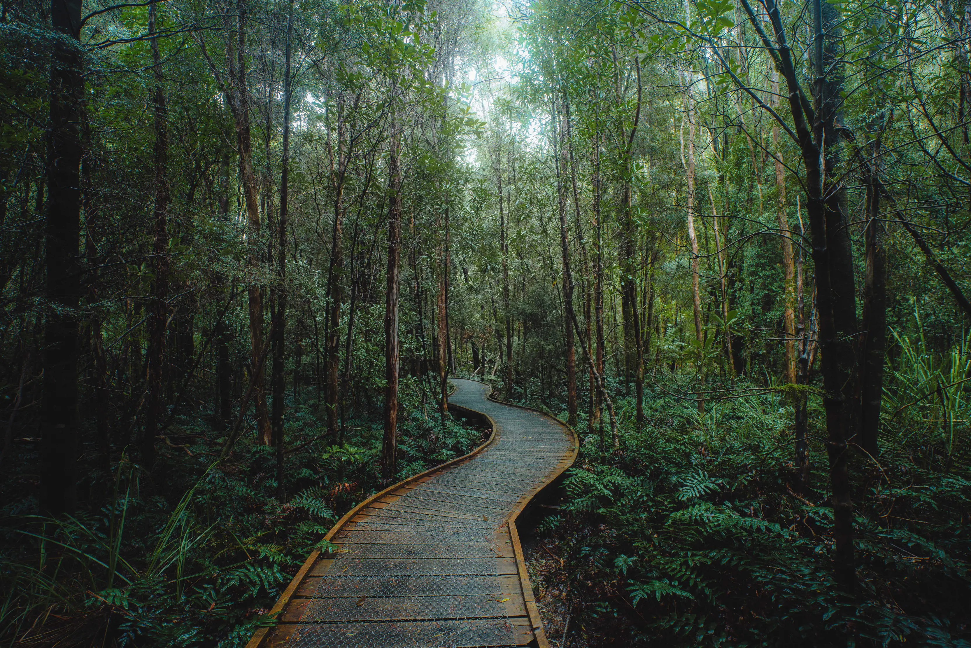 Walking track surrounded by tall trees at Southwest Wilderness Camp, Southwest National Park.