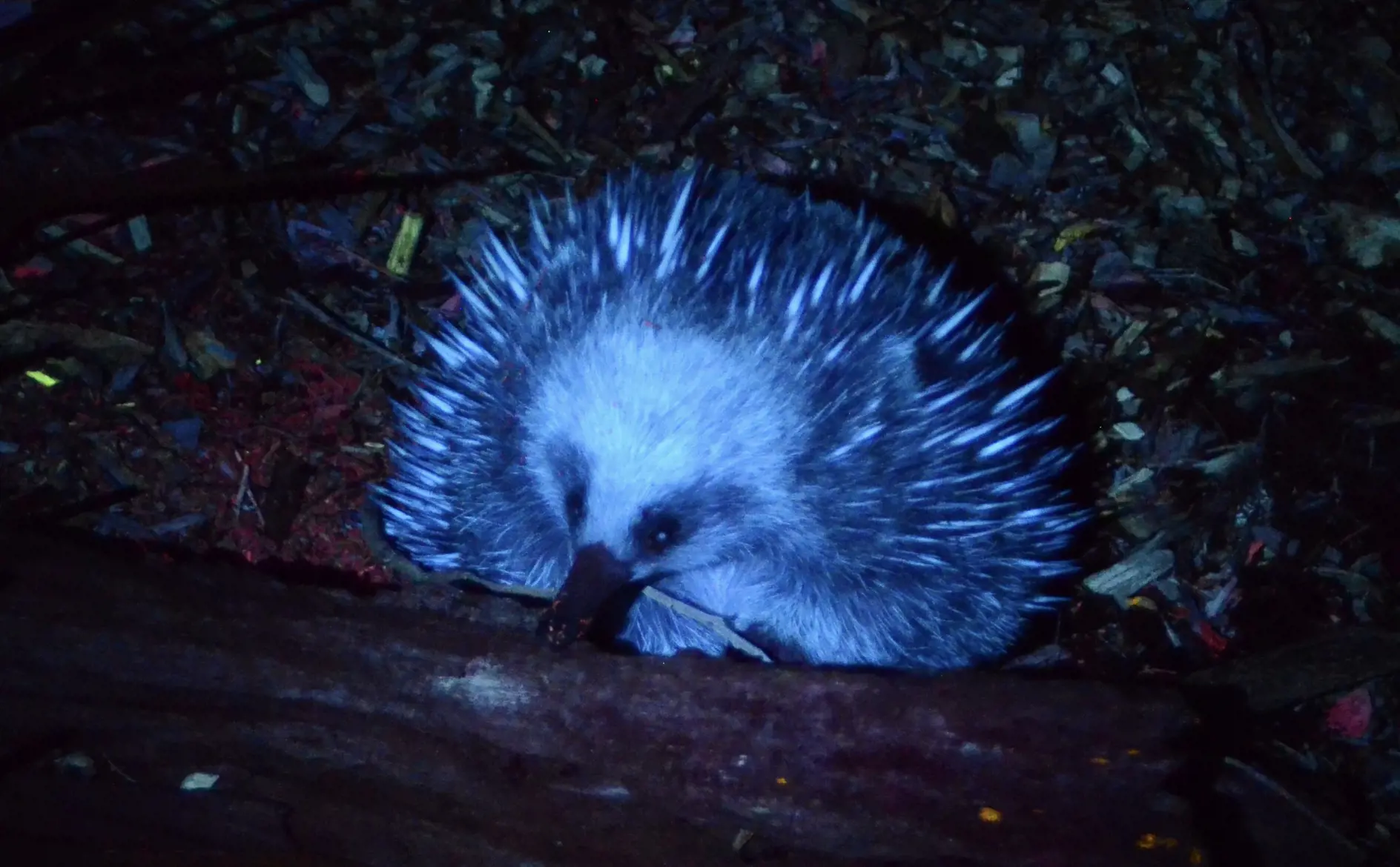 Brightly coloured echidna under UV light