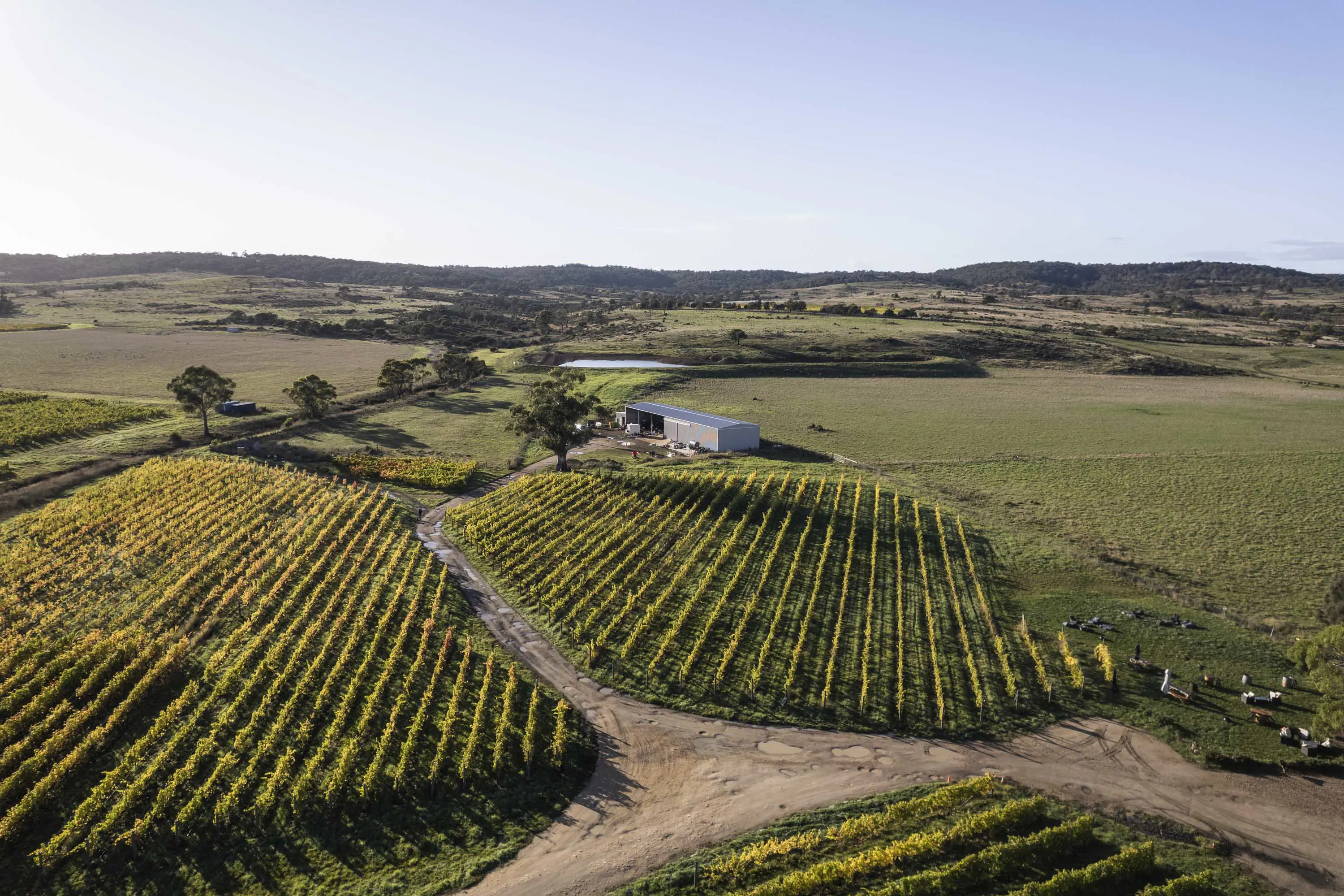 An aerial photograph of green rows of grapevines in a large vineyard. 