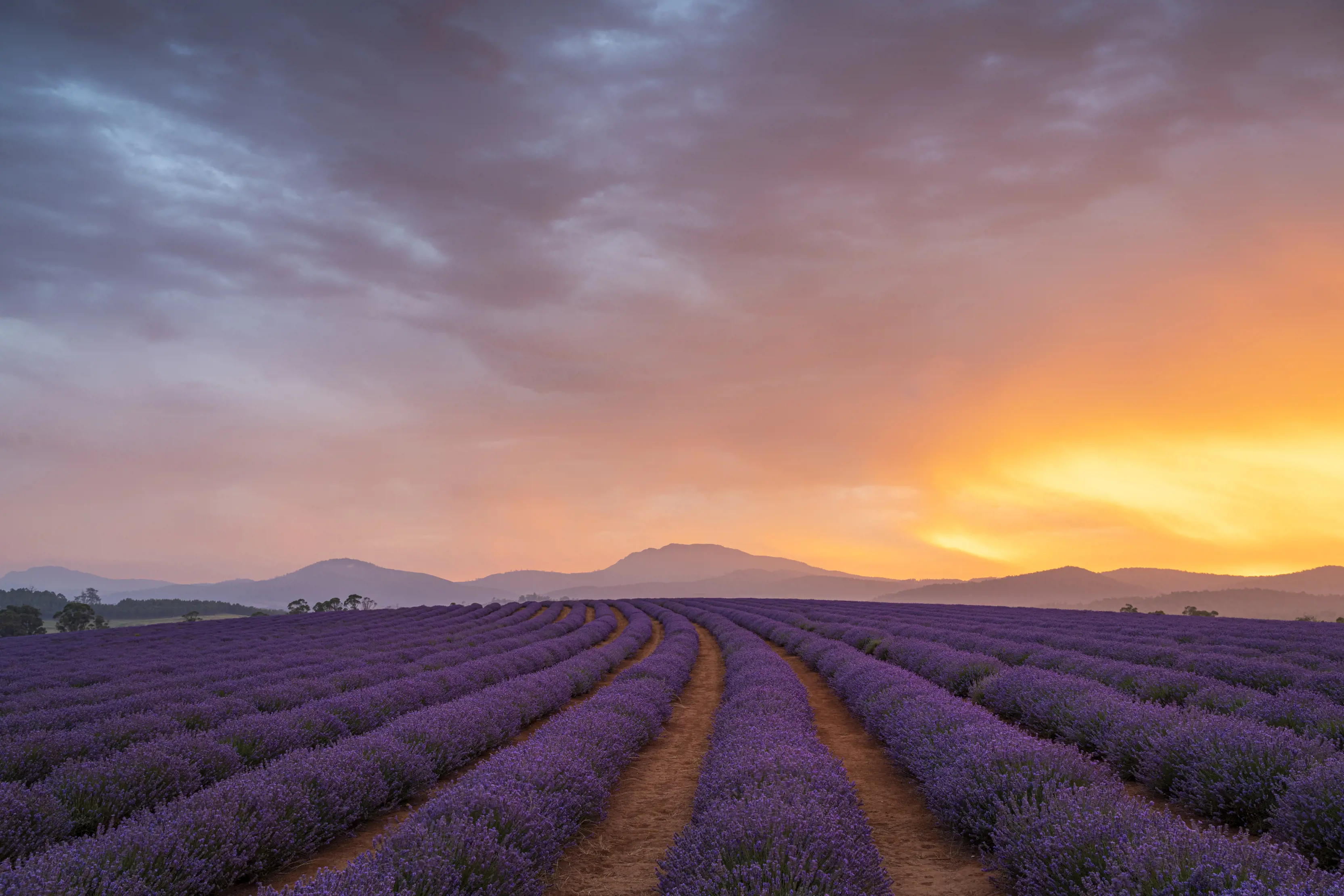 Lavender fields at Bridestowe Lavender Estate, Nabowla.