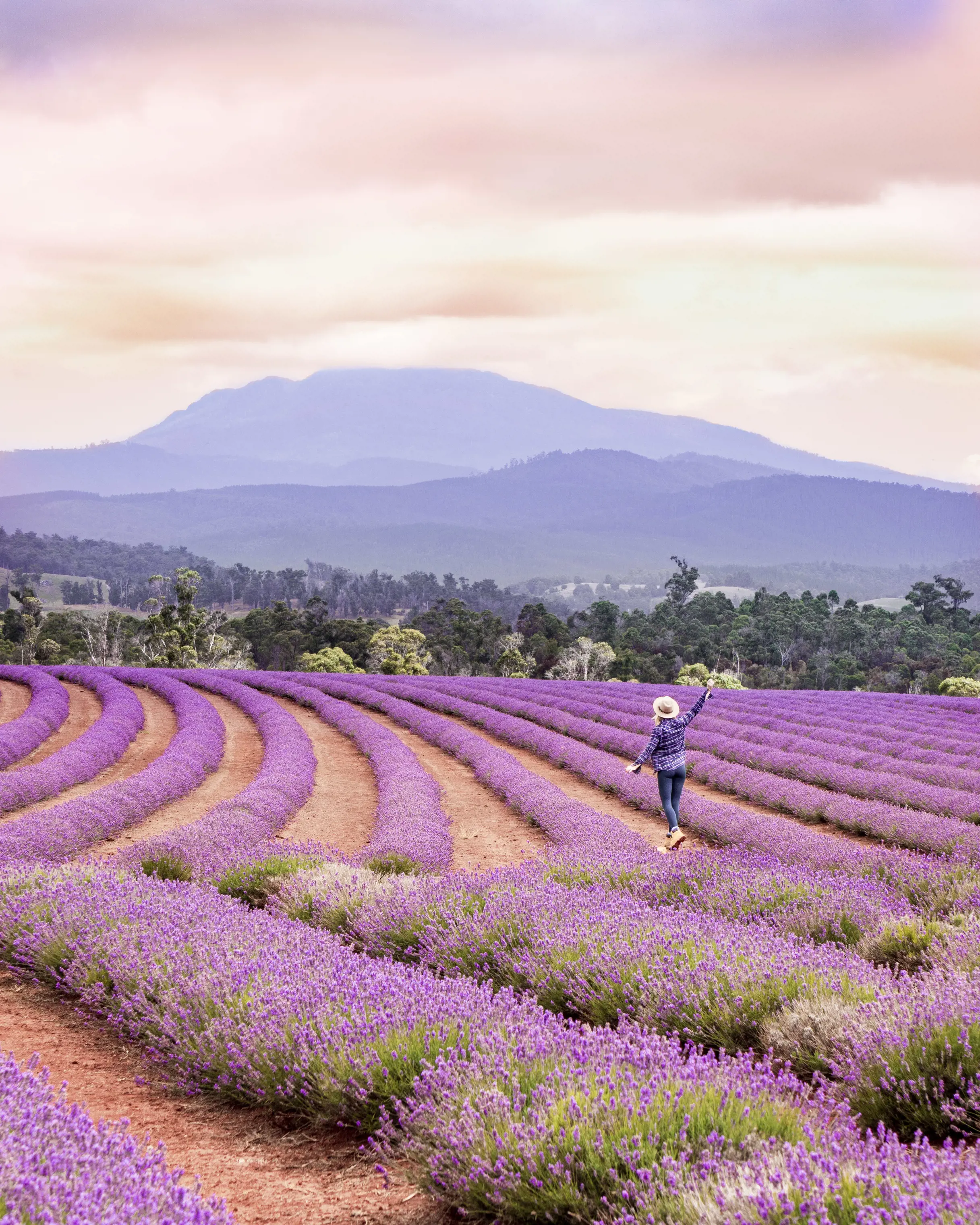 Women walking through rows of lavender at Bridestowe Lavender Estate, Nabowla.