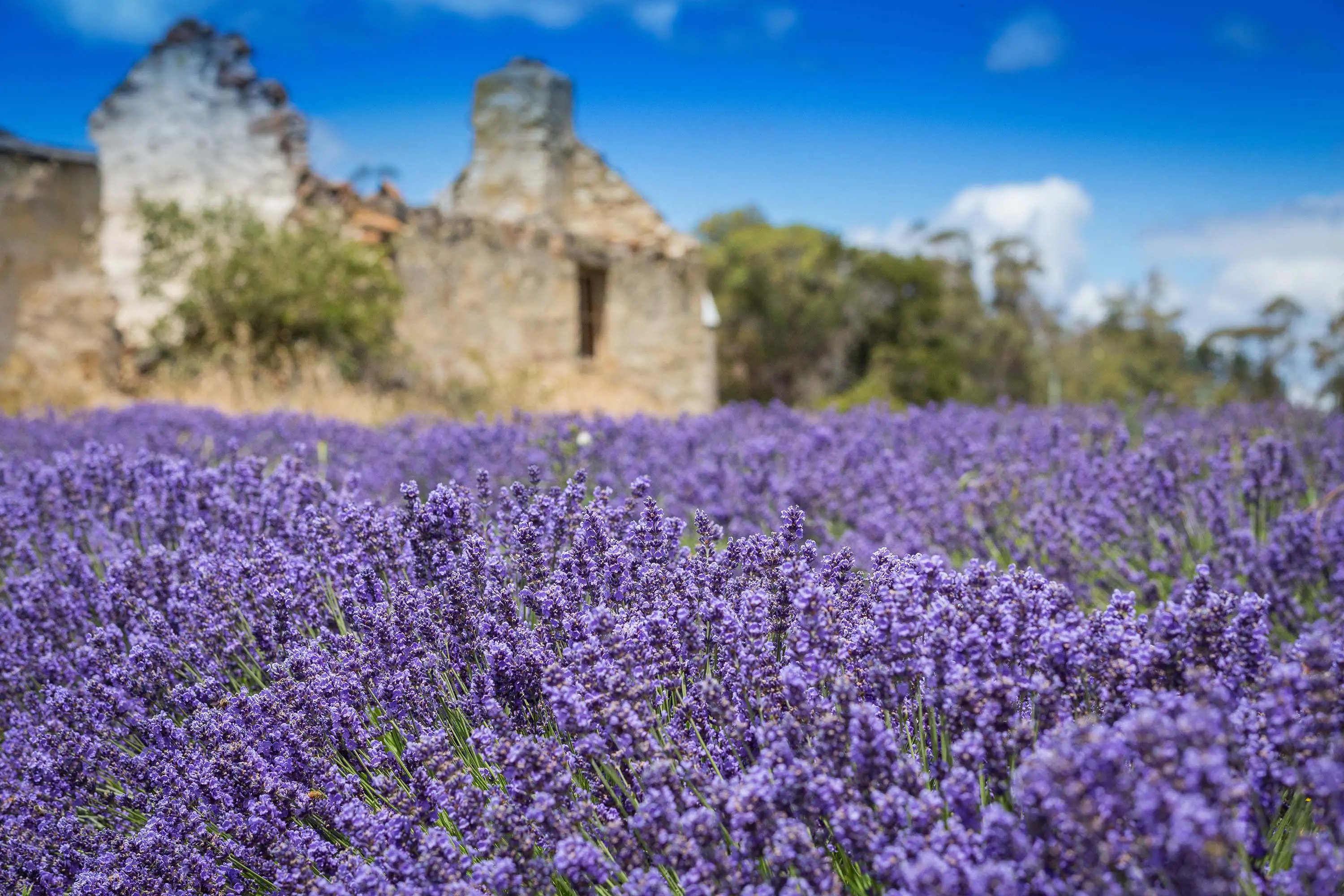 A close-up view of a field of rich lavender bushes in flower. In the background are the crumbling walls of a historic building with greenery growing.