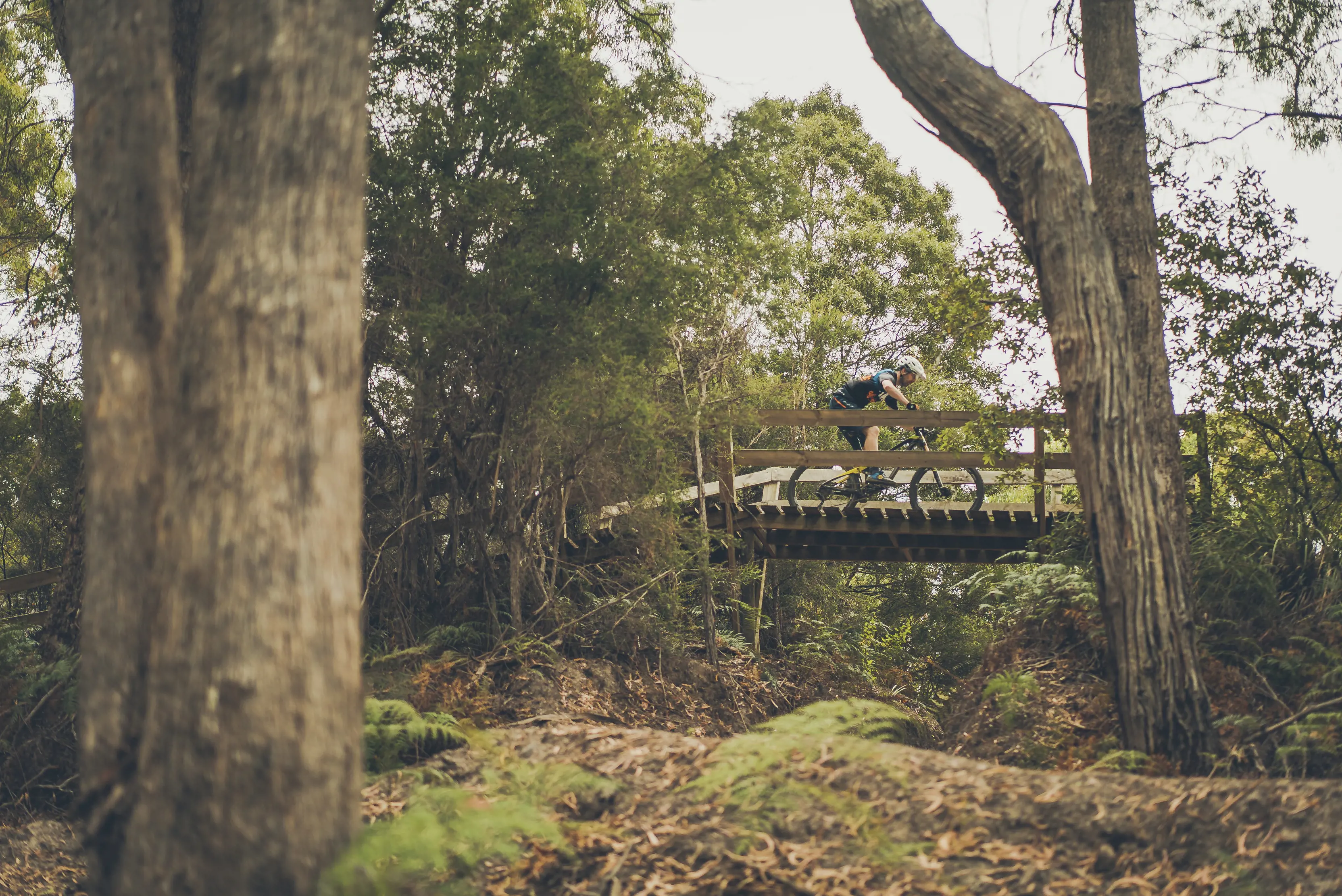 View from behind trees of a cyclist riding over a bridge at Penguin Mountain Bike Park