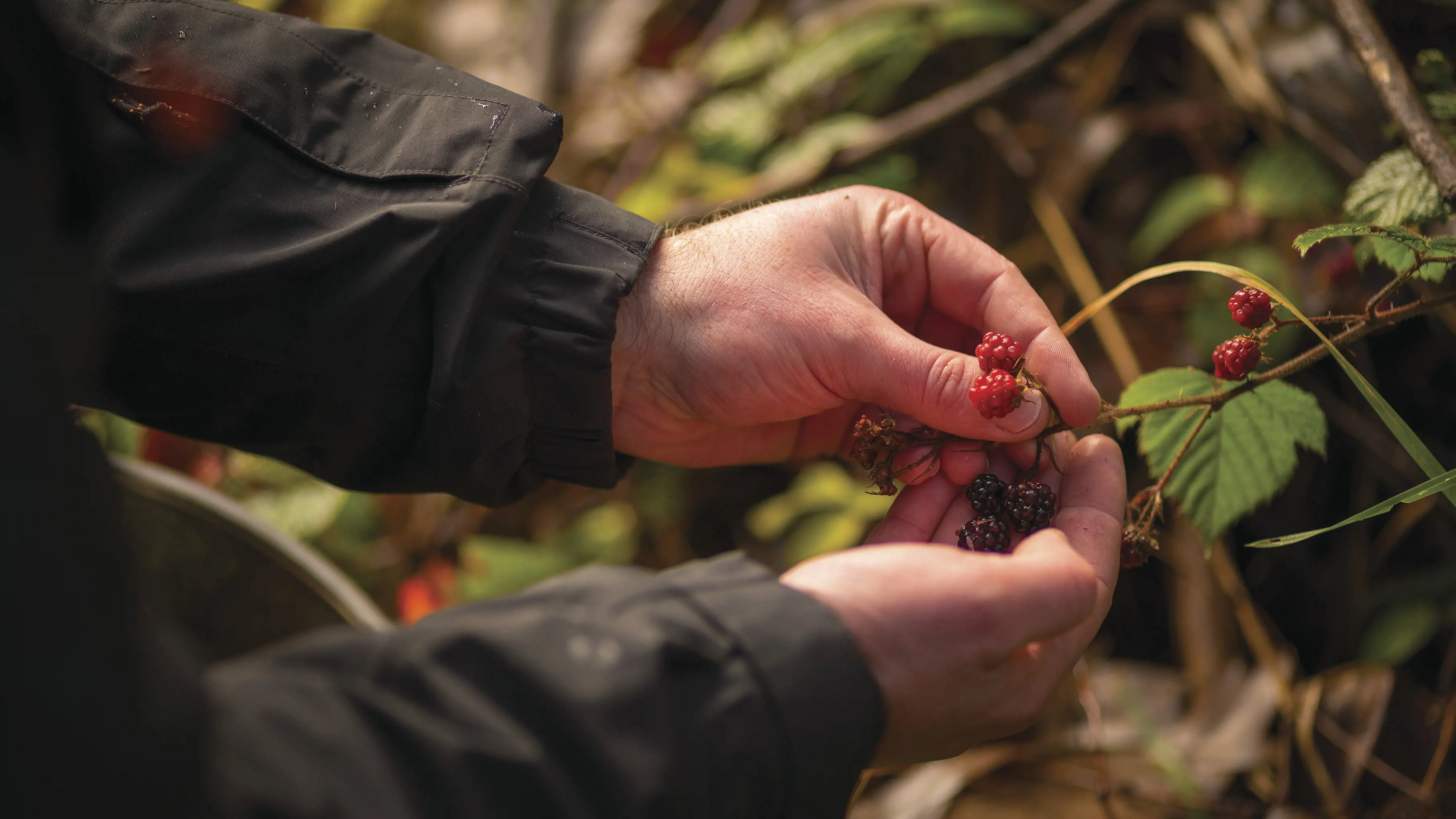 Close up of hands picking berries at Southern Wild Distillery, Devonport.