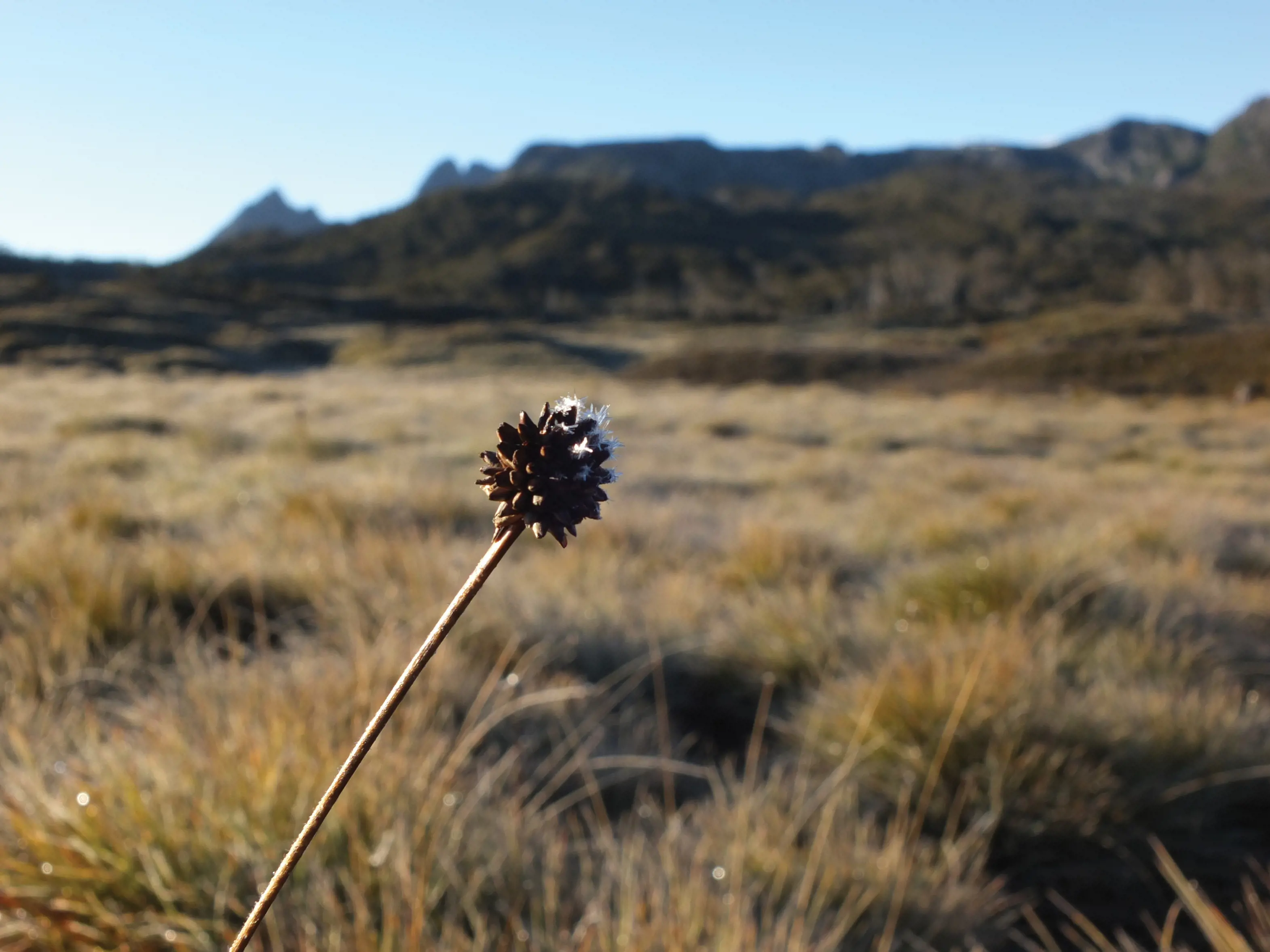 Looking over buttongrass plains with Cradle Mountain peak in the distance.