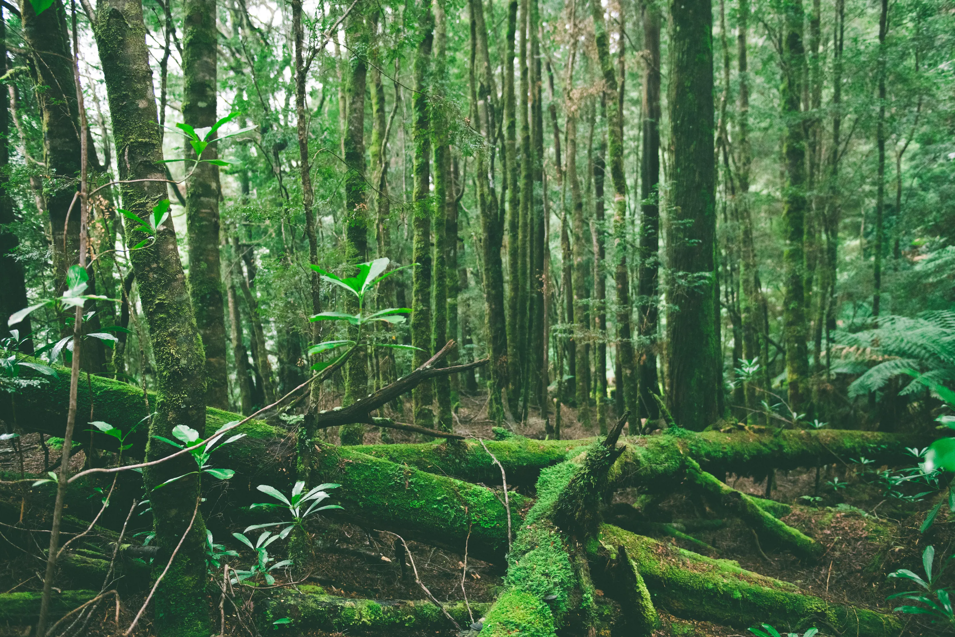 Landscape of the greenery at Huon Pine Walk, Corinna.