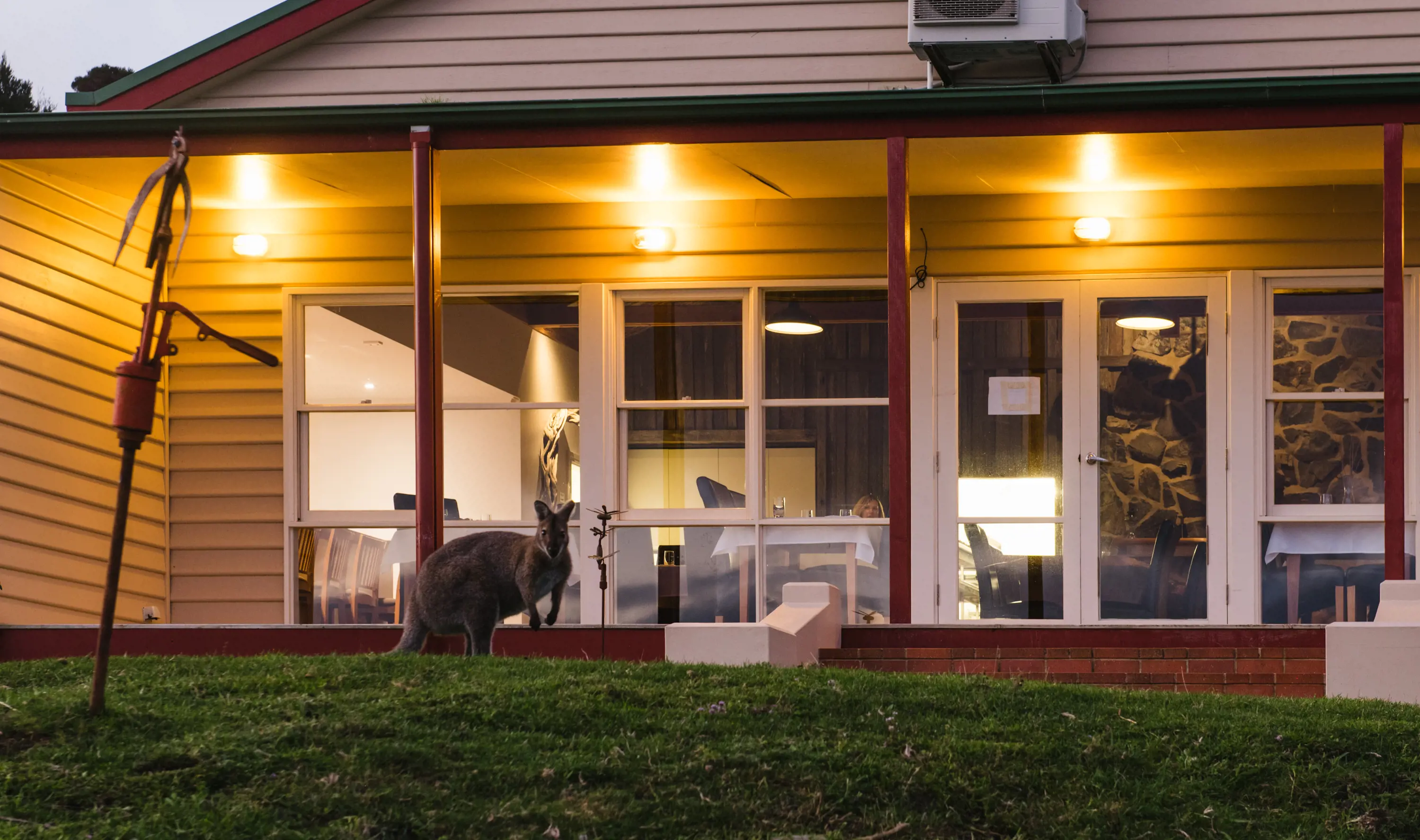 A wallaby stands on the grass outside the lit exterior of a building at dusk.