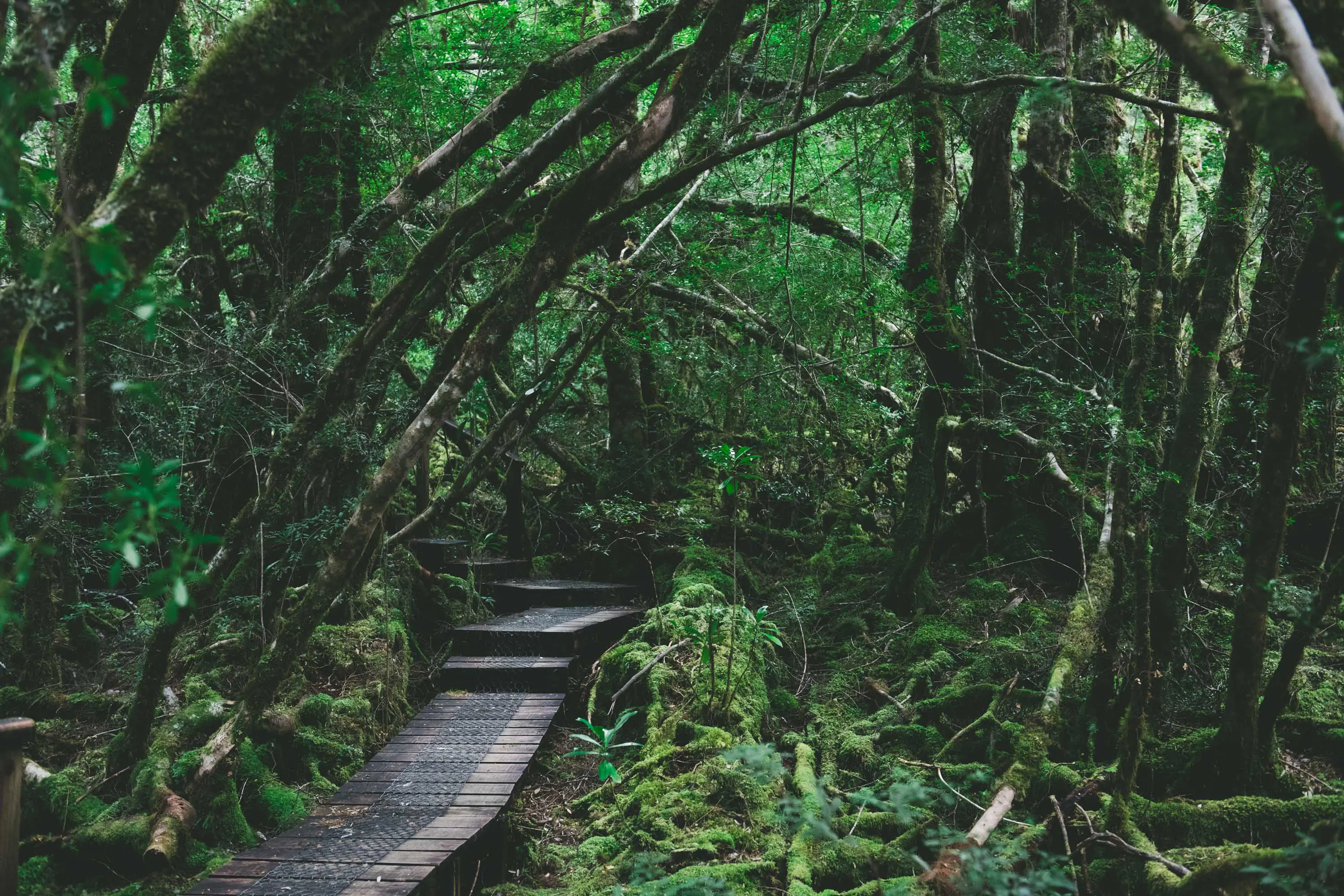 A pathway made of wooden slats and chicken wire winds through dense, mossy undergrowth in the shade of thick moss covered trees.