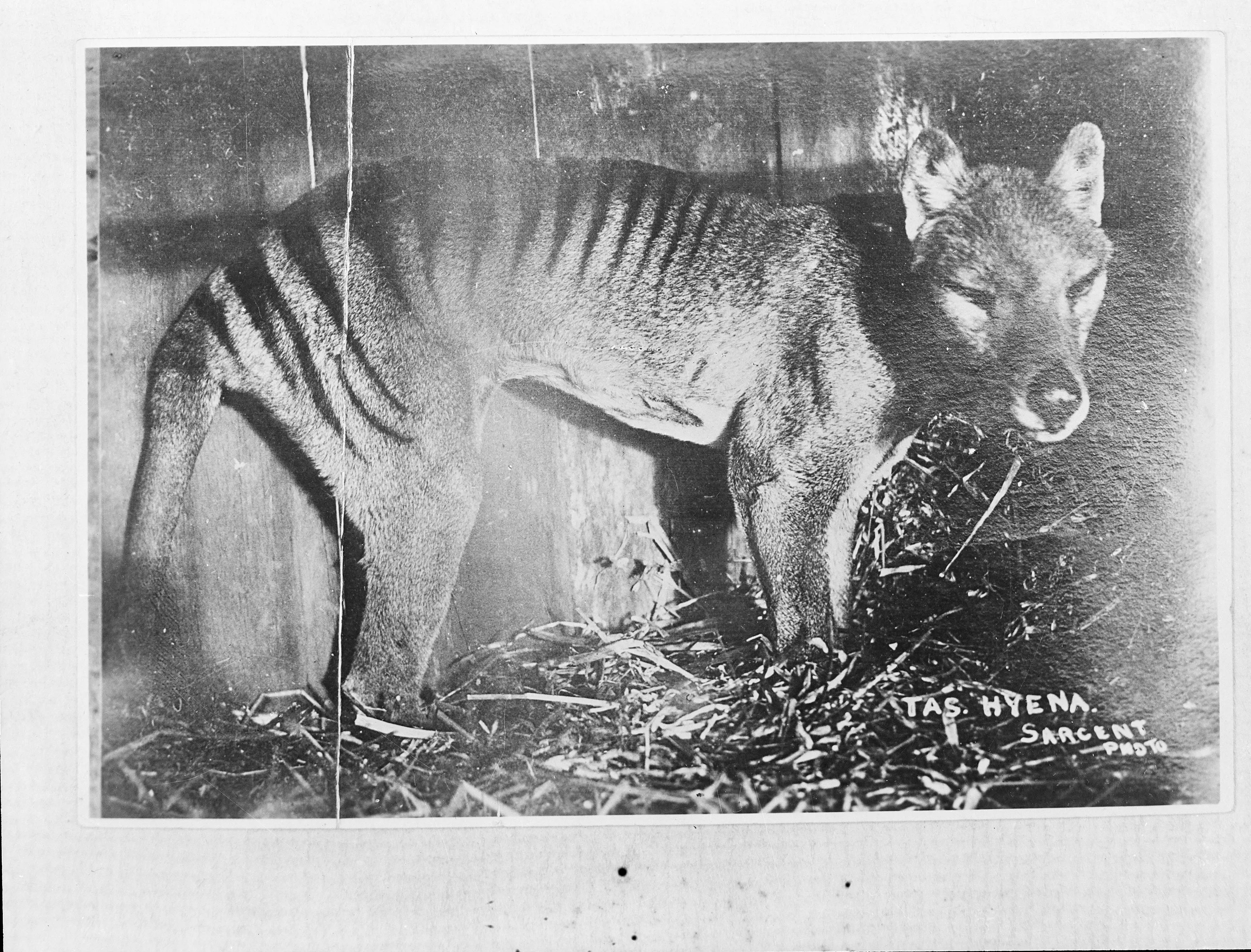 Thylacine