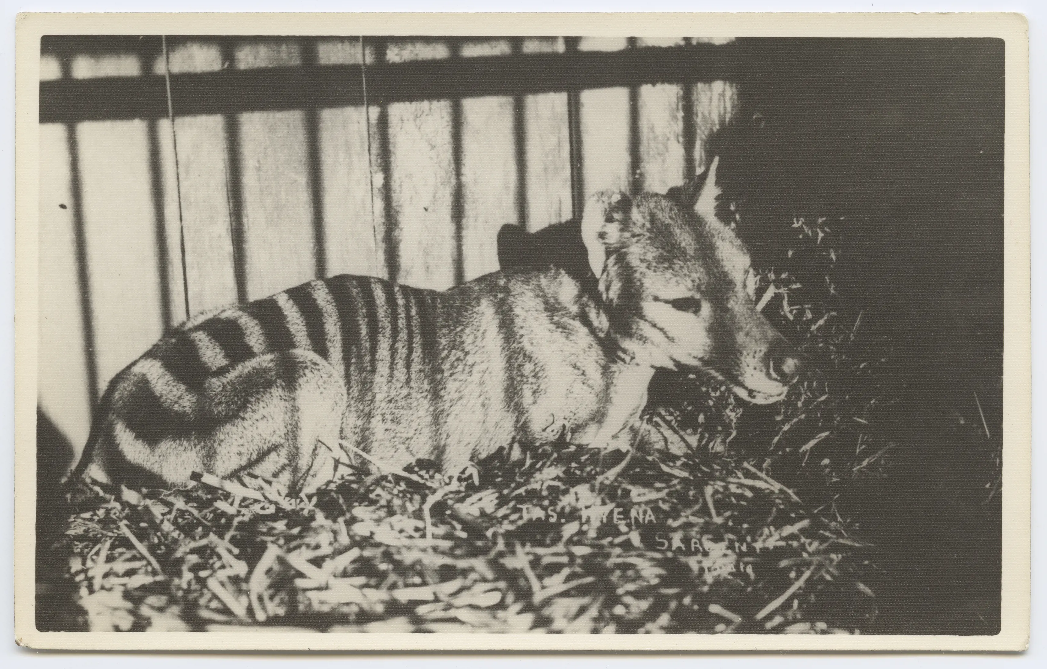 Thylacine