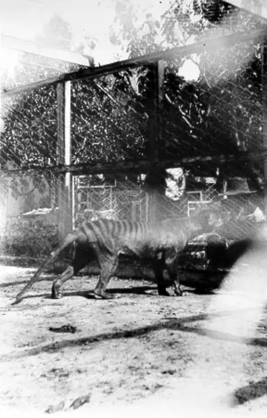 Tasmanian tiger (thylacine) at Beaumaris Zoo