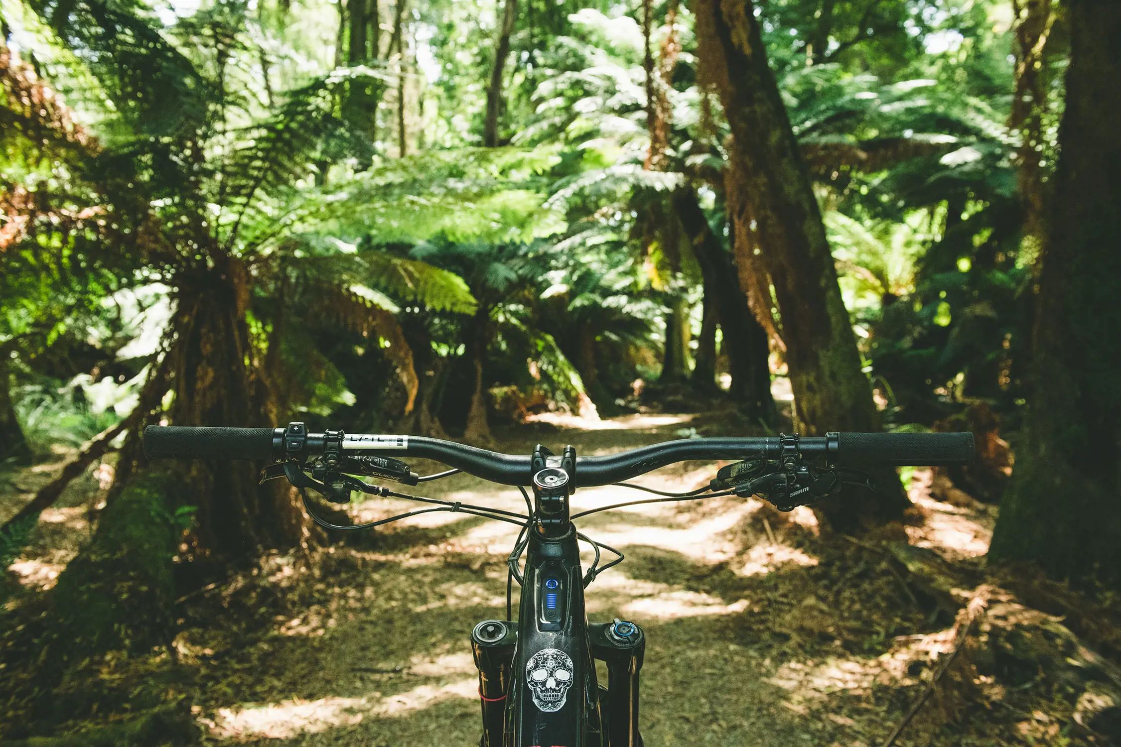 Looking over the handlebars of a mountain bike, a track stretches out ahead framed by thick green leafy ferns and tall tree trunks. Sunlight filters through the leaves, dappling the ground.