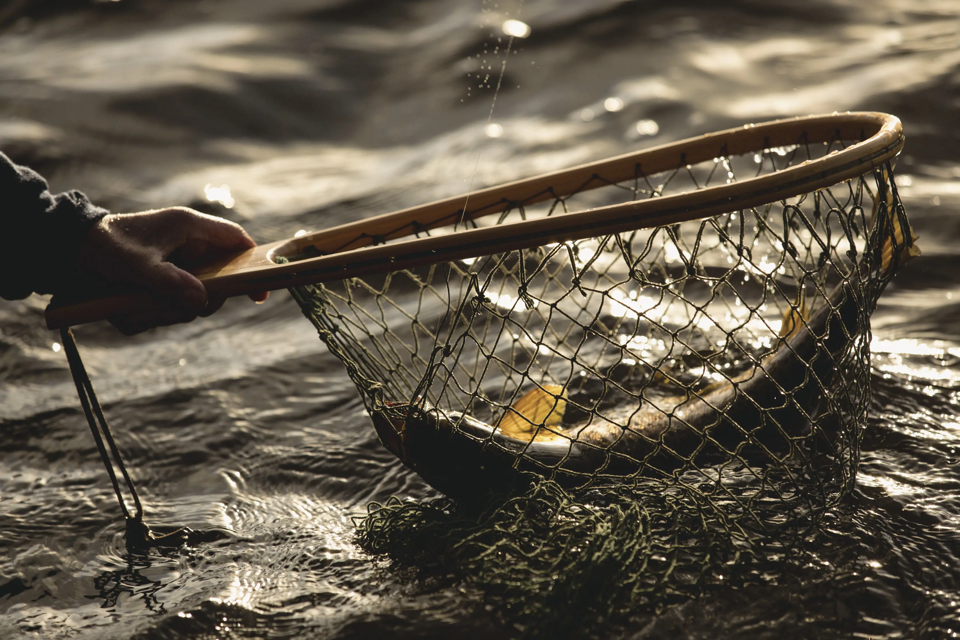 A hand is holding a small net by the handle, and lifting a fish just out of the water.