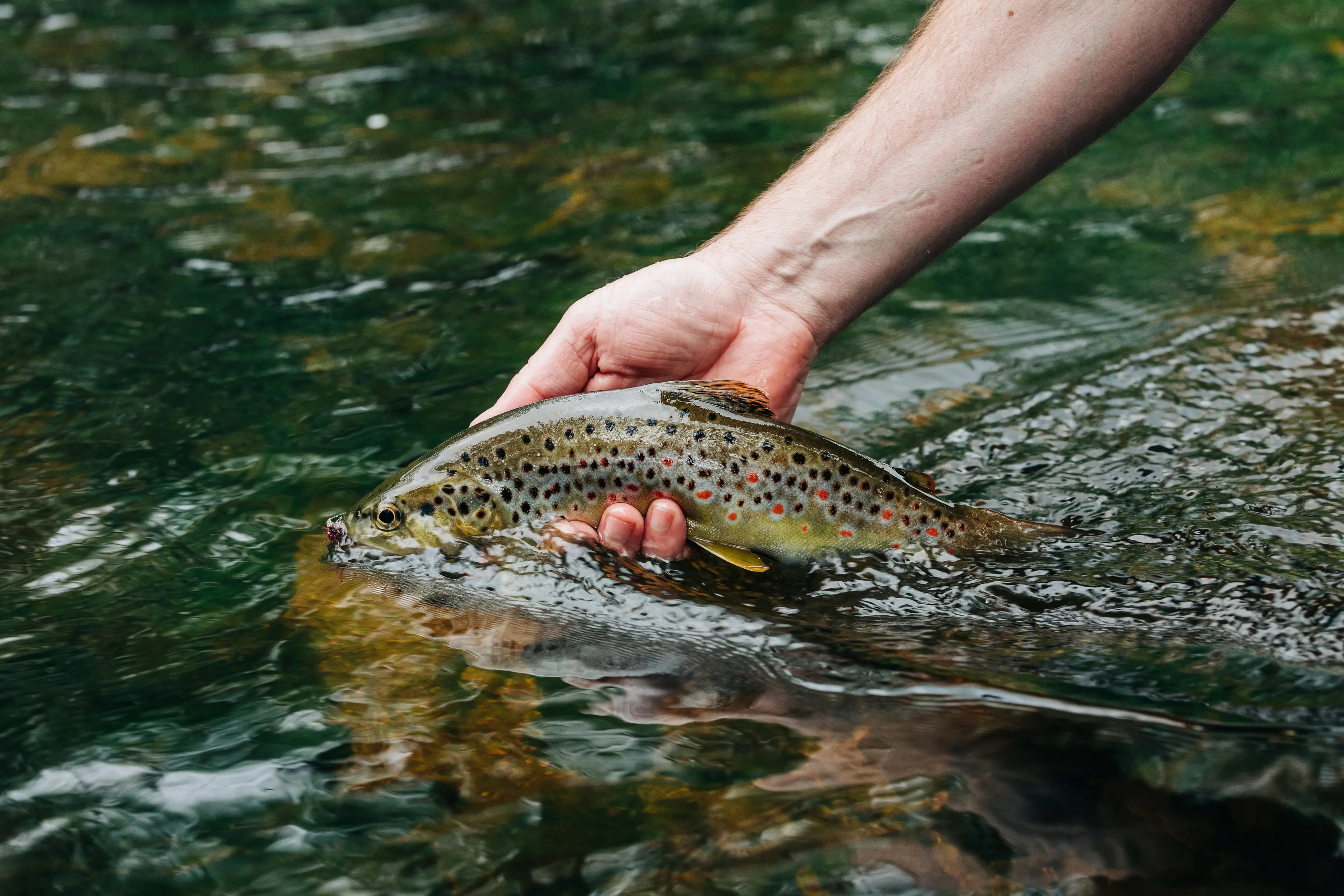 A hand holds a green fish with black and red spots just out of the moving water of a river.