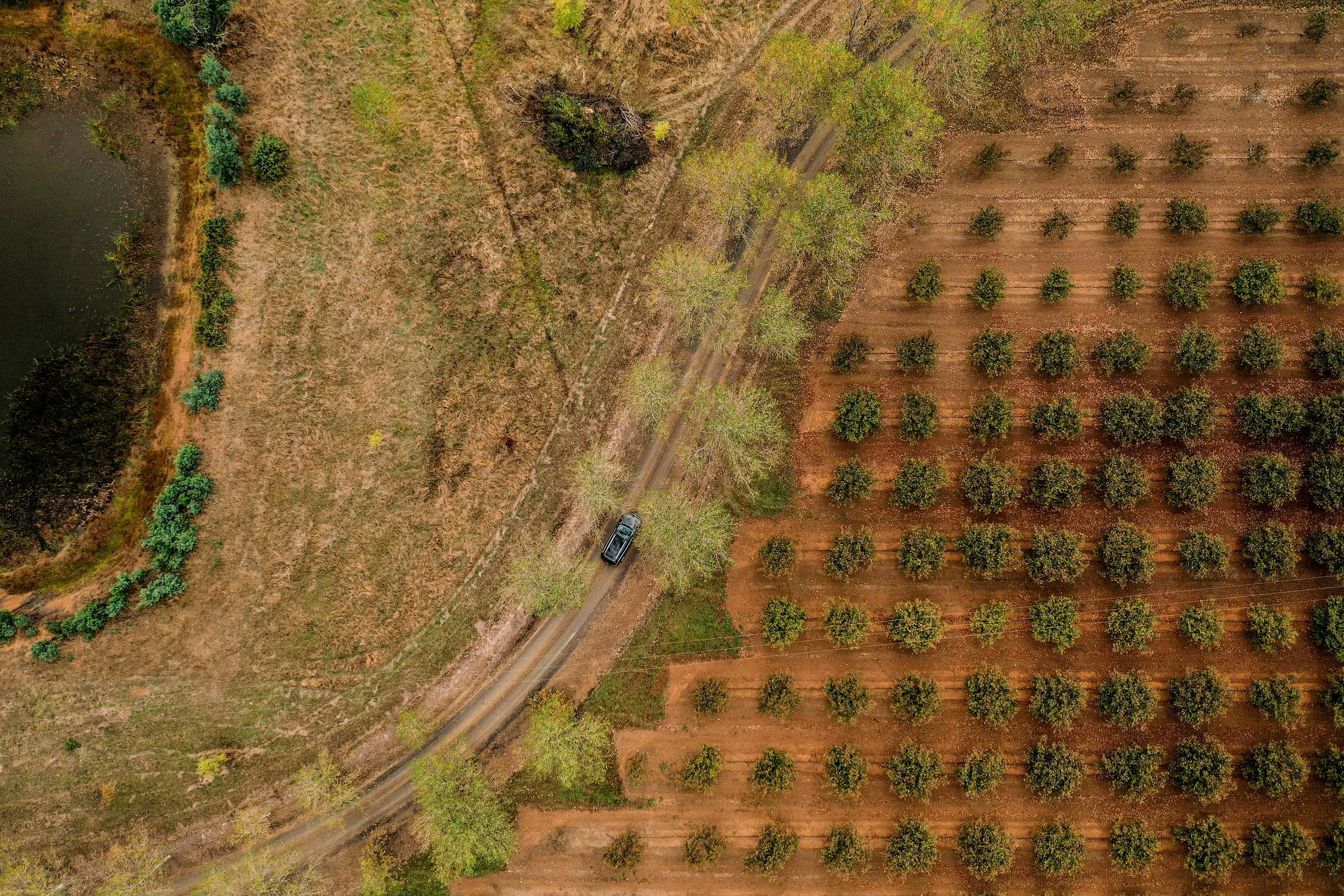 A birds-eye view of a tilled field with neat grid of small trees. A car drives down the road that borders the field, and a dam sits in the field to the other side of the road