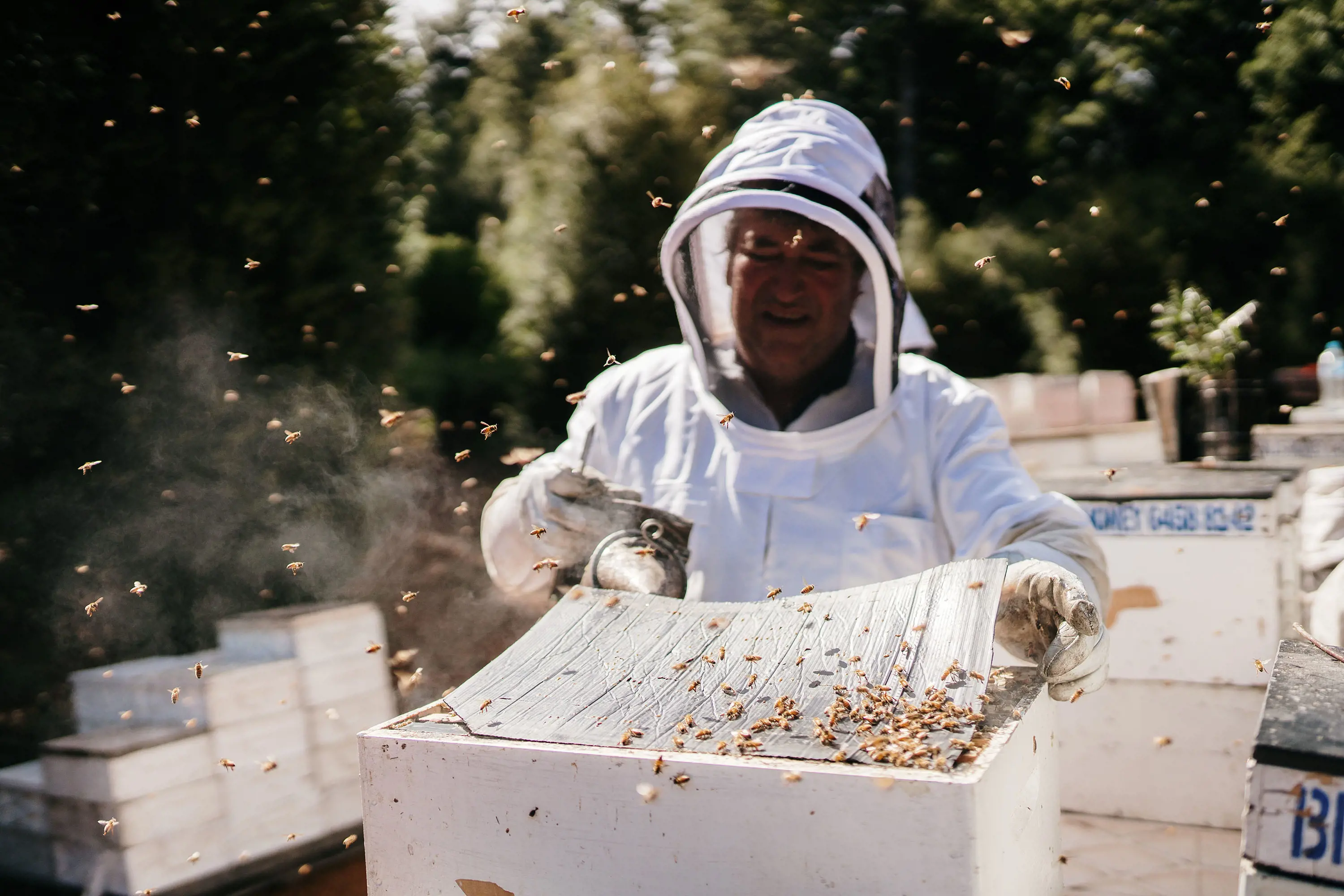 A beekeeper pulls a sheet out of an open hive. Bees fly everywhere and the air is slightly smoky.