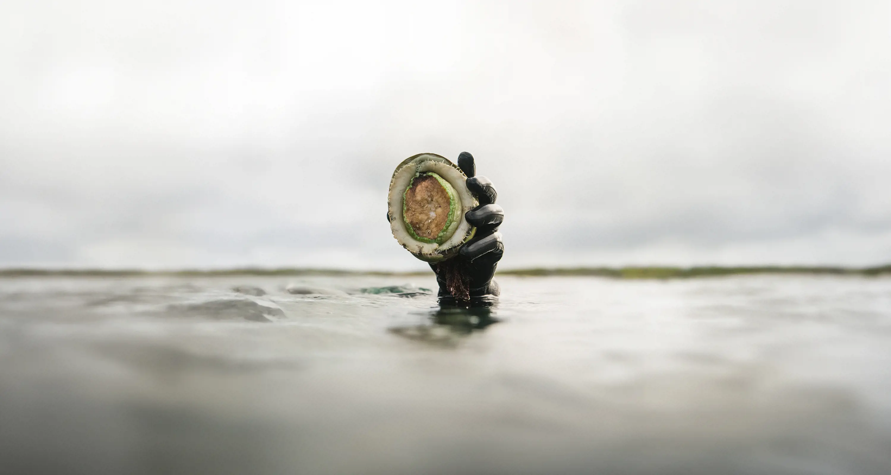 A gloved hand lifts an abalone from the surface of the water.